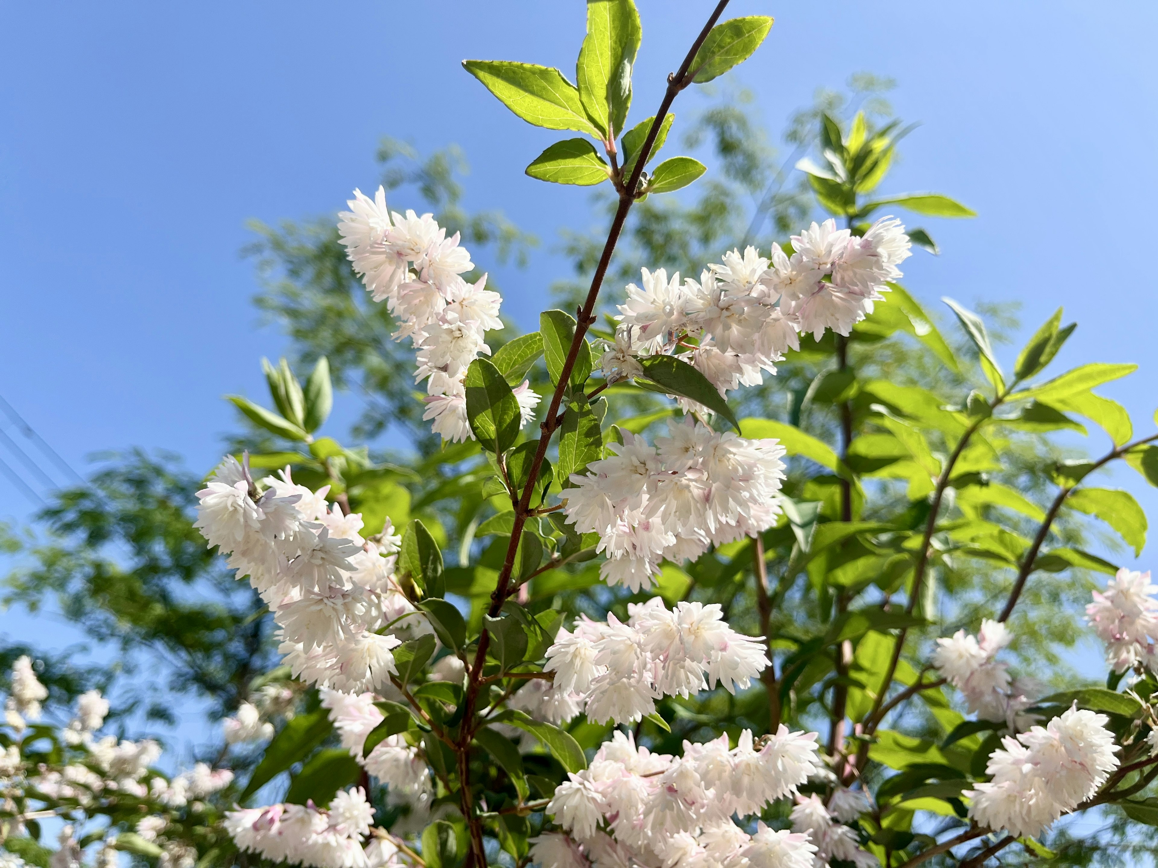 白い花と緑の葉を持つ植物のクローズアップ写真