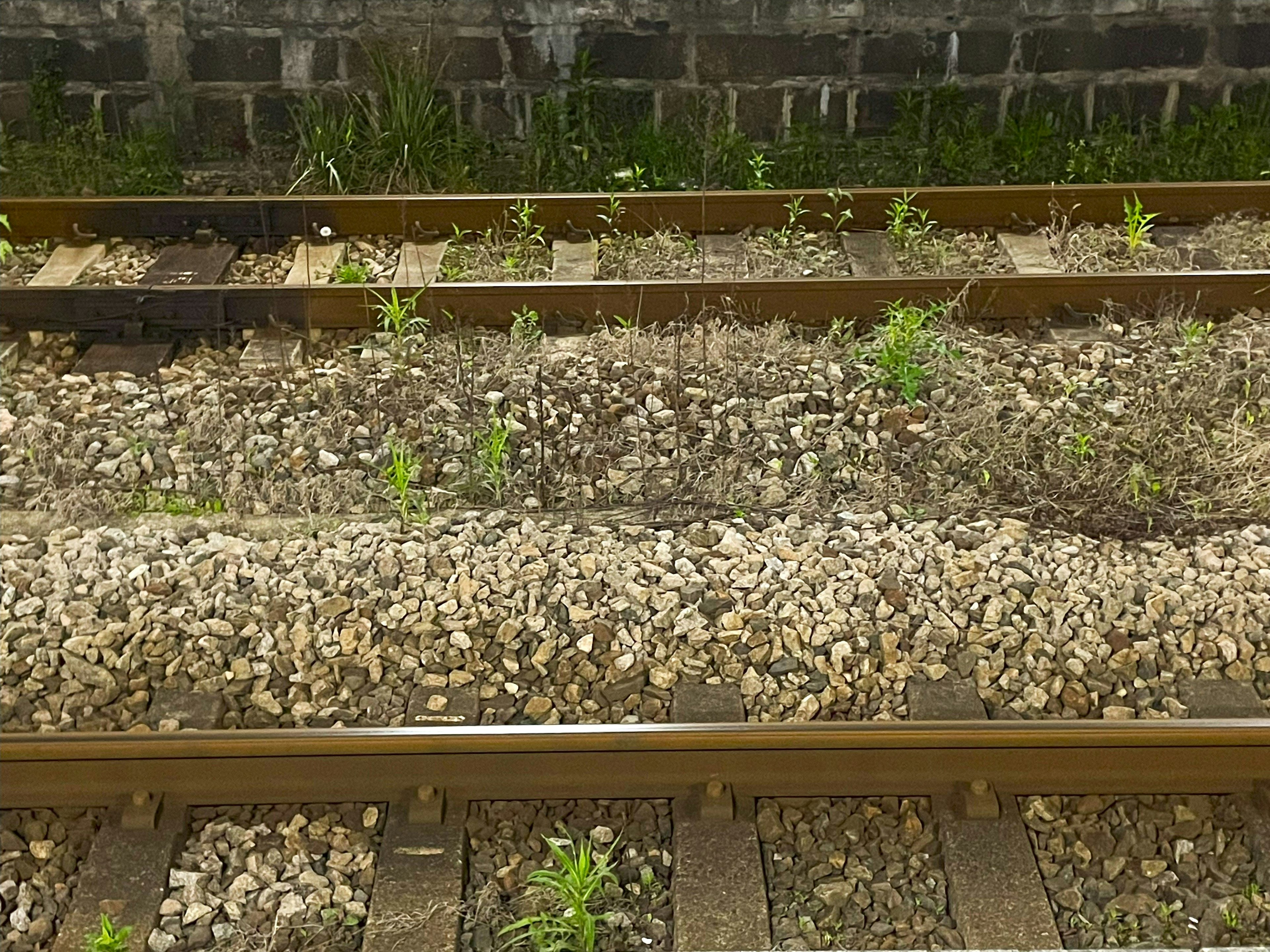 View of grass and stones growing between railway tracks