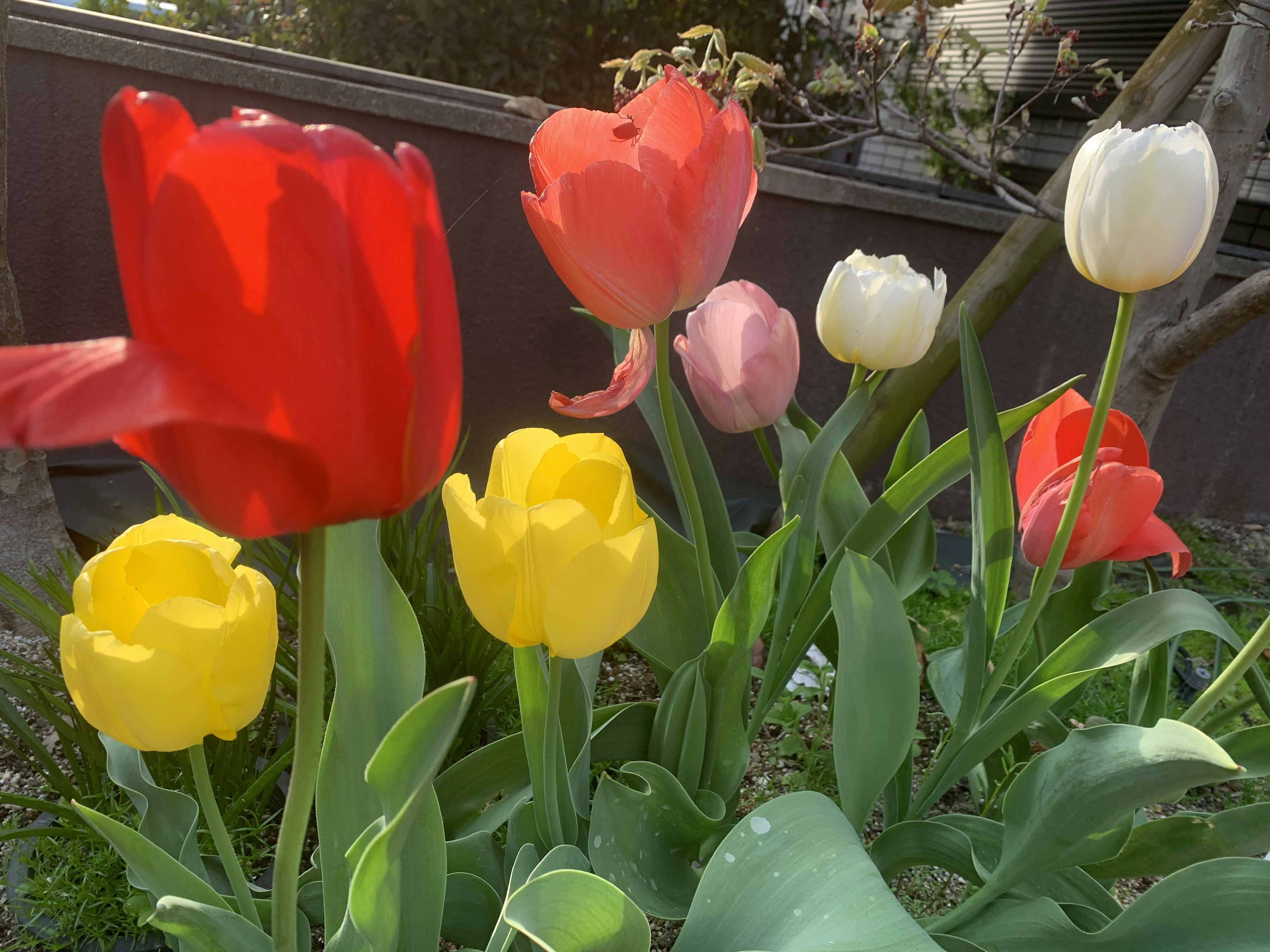 Colorful tulips blooming in a garden bed