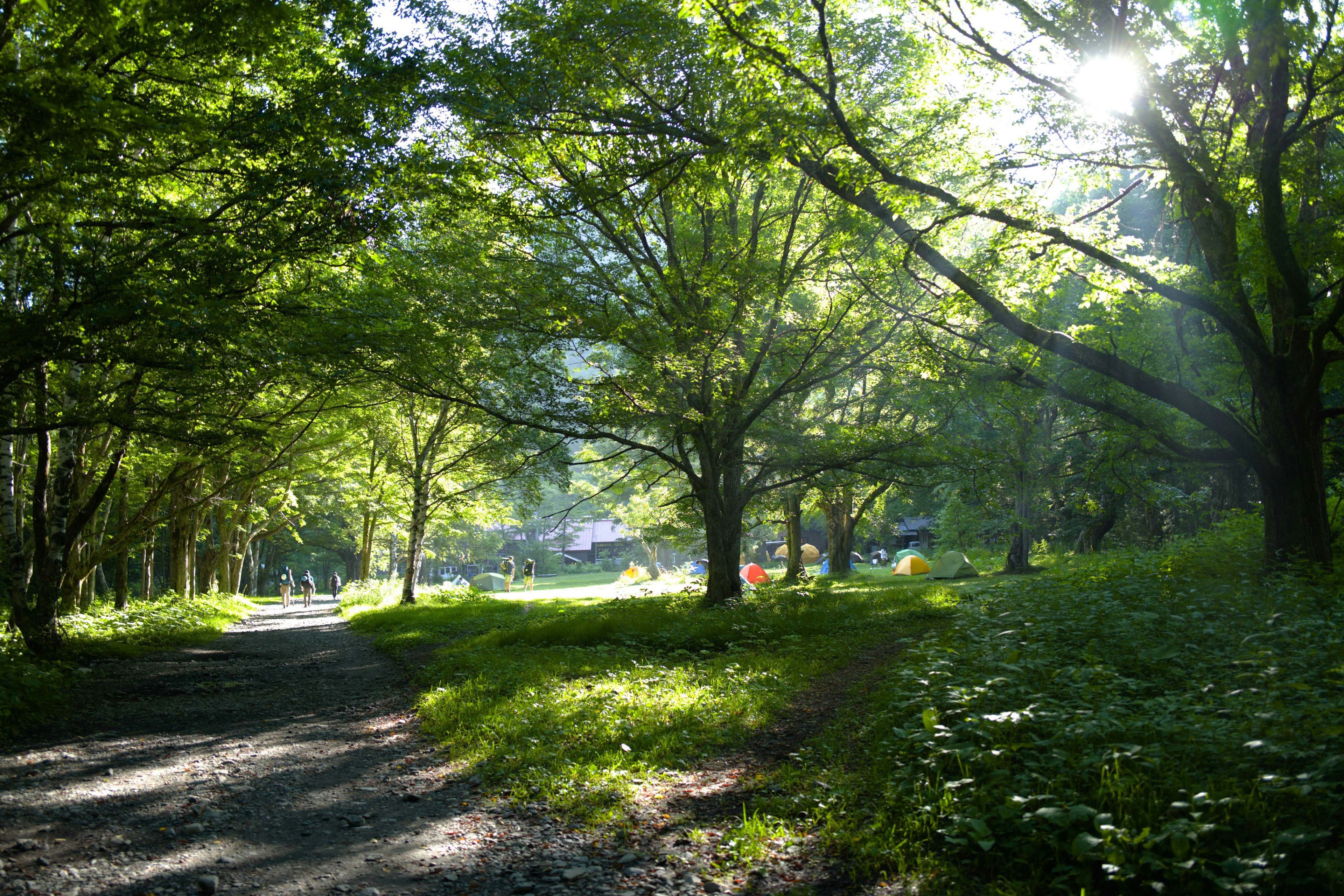 Un sendero sereno en el bosque con árboles verdes exuberantes y luz solar filtrándose