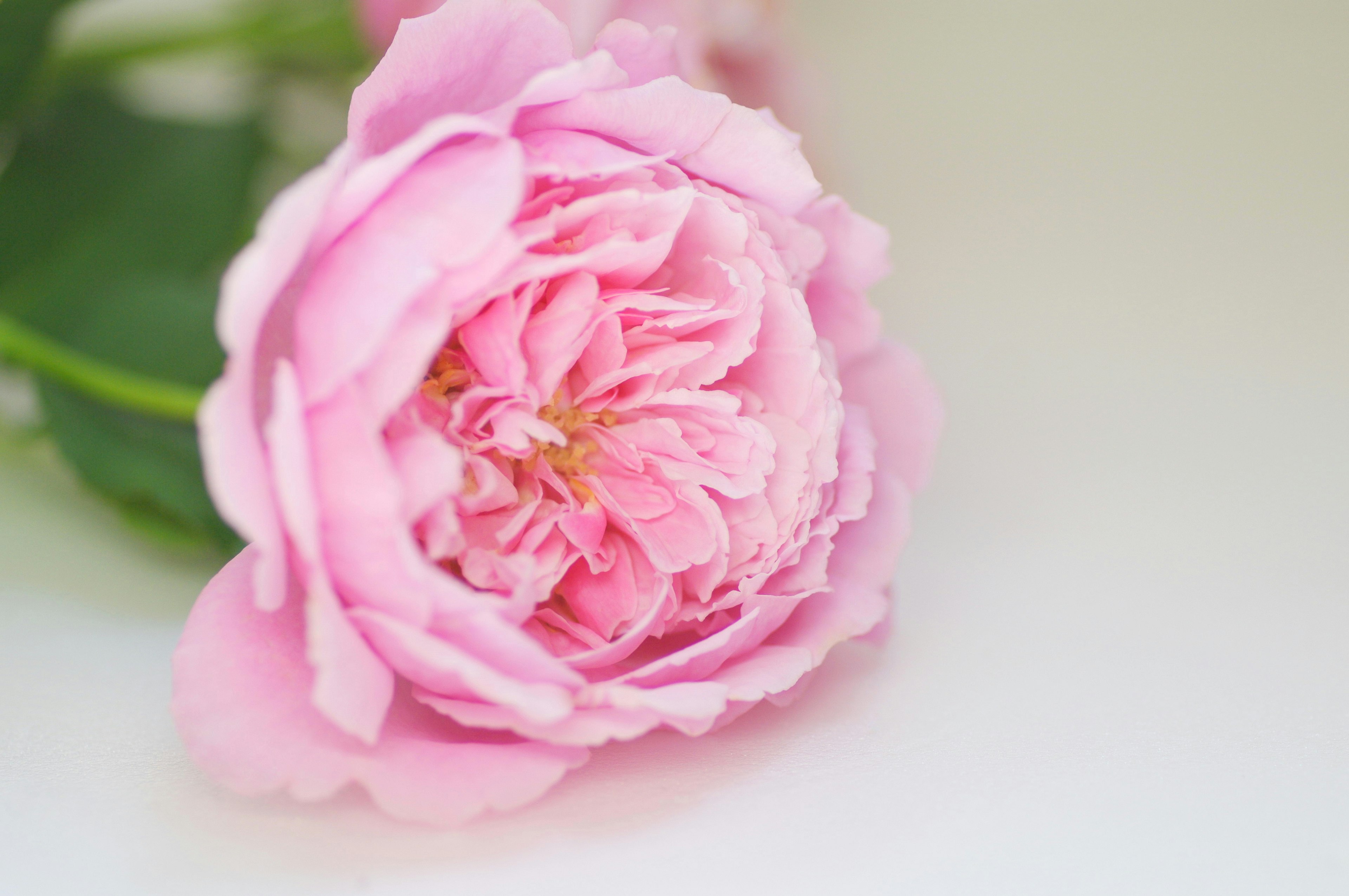 Close-up of a soft pink rose flower