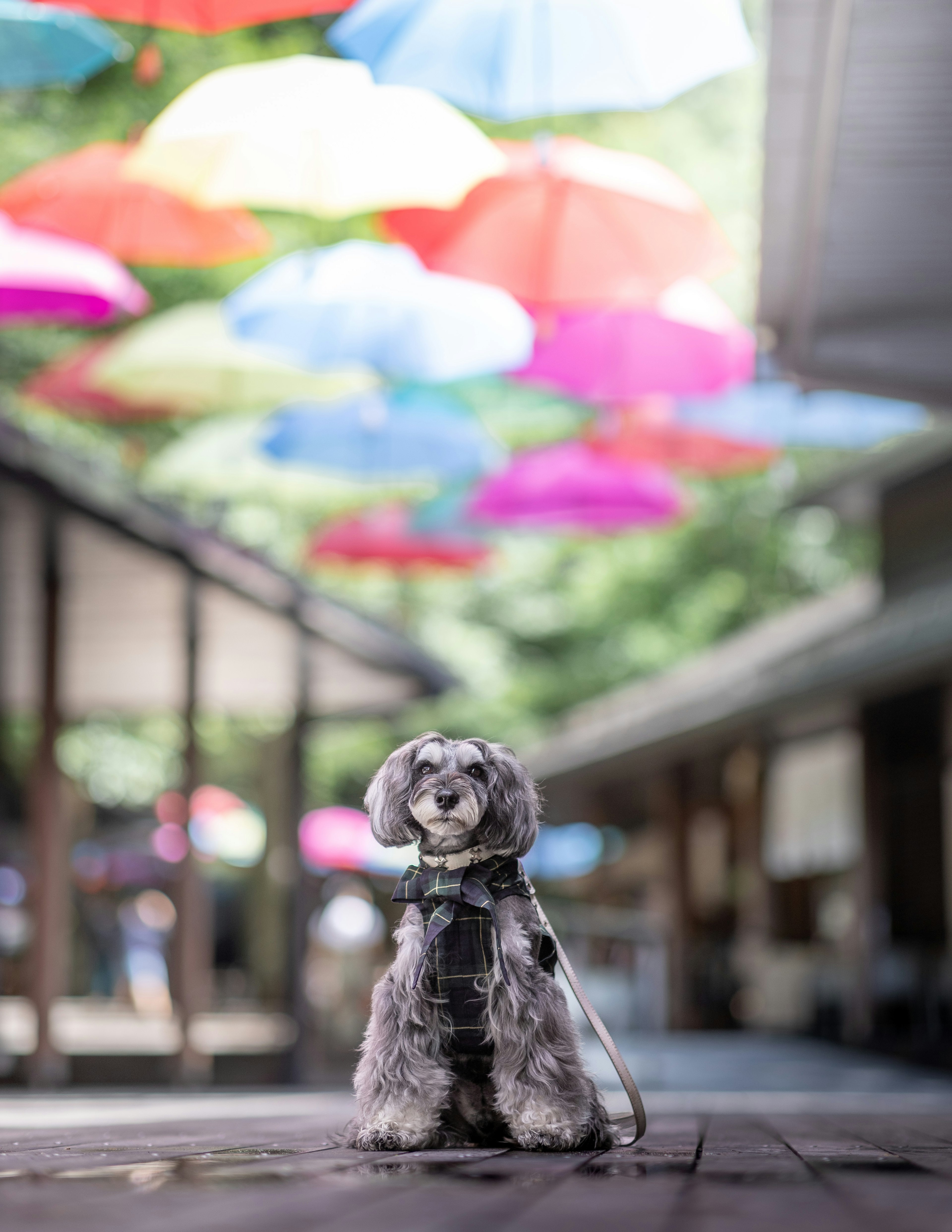 Un chien assis sous des parapluies colorés dans un cadre serein