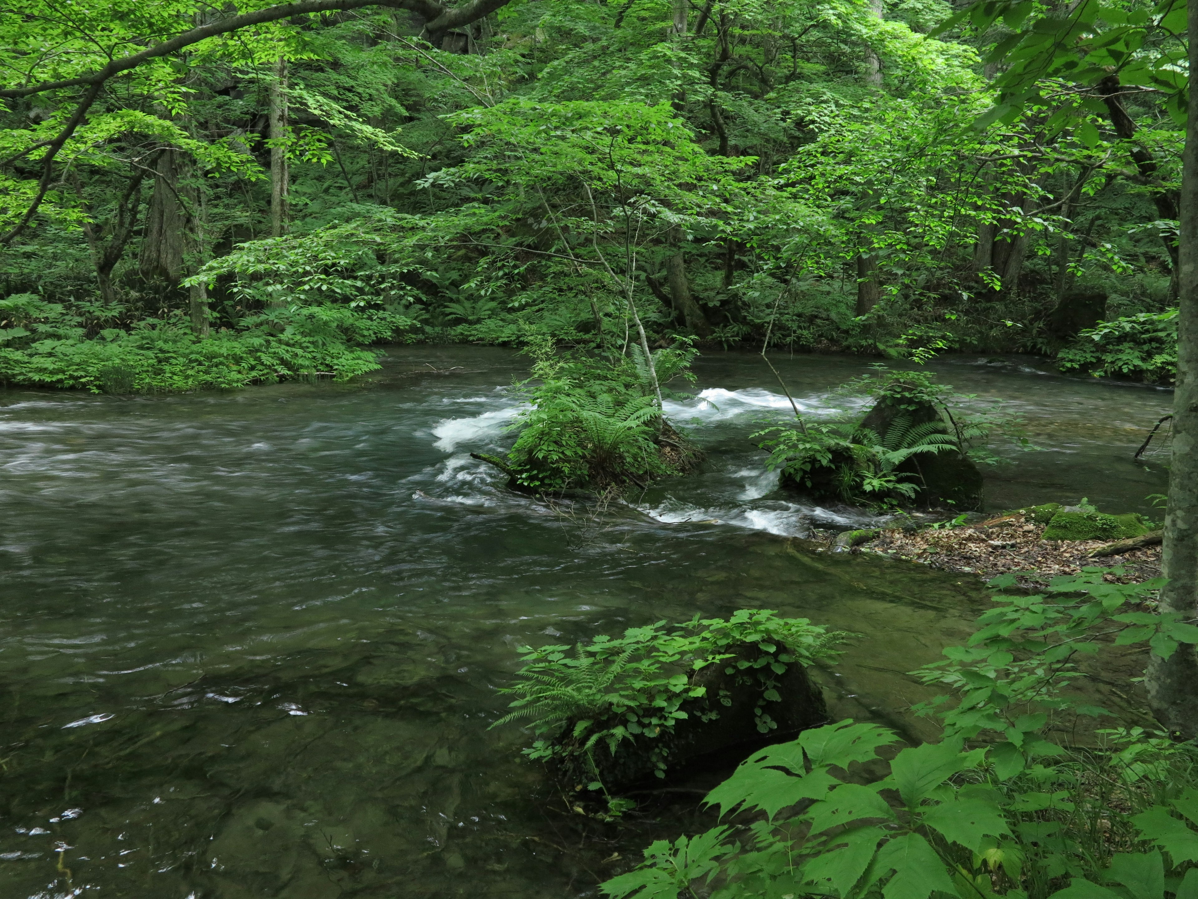 Ein ruhiger Fluss, der durch einen üppigen grünen Wald fließt