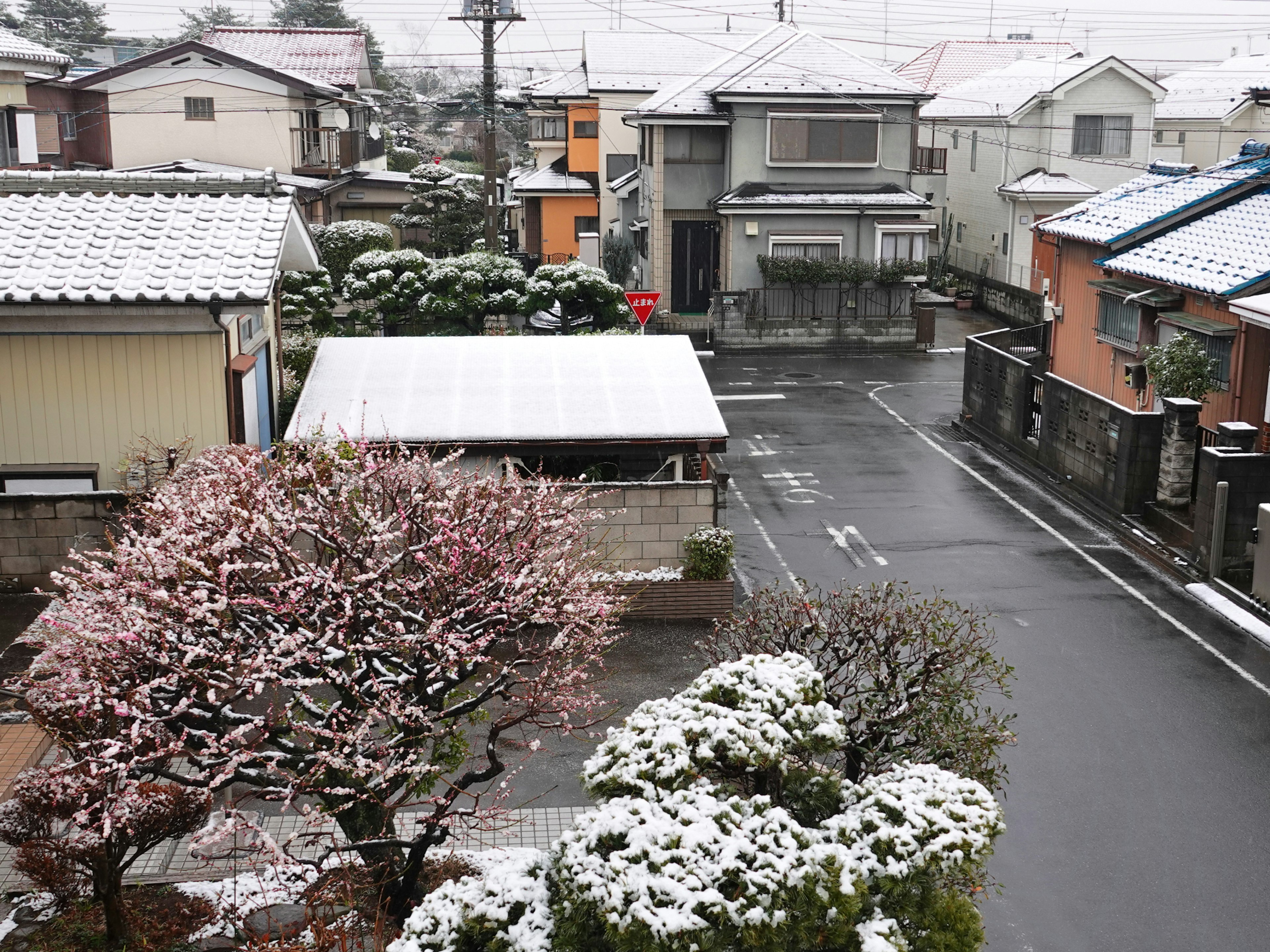 Area residenziale coperta di neve con un albero di prugne