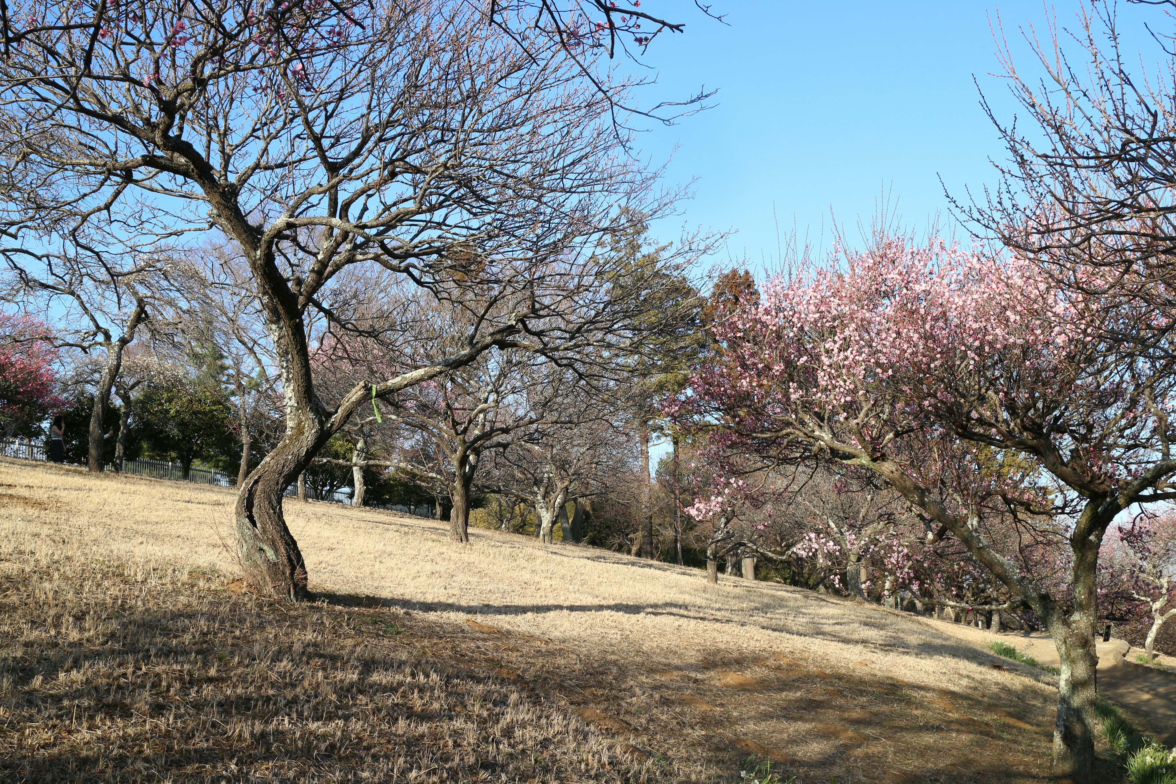 Landschaft eines Parks mit blühenden Kirschbäumen