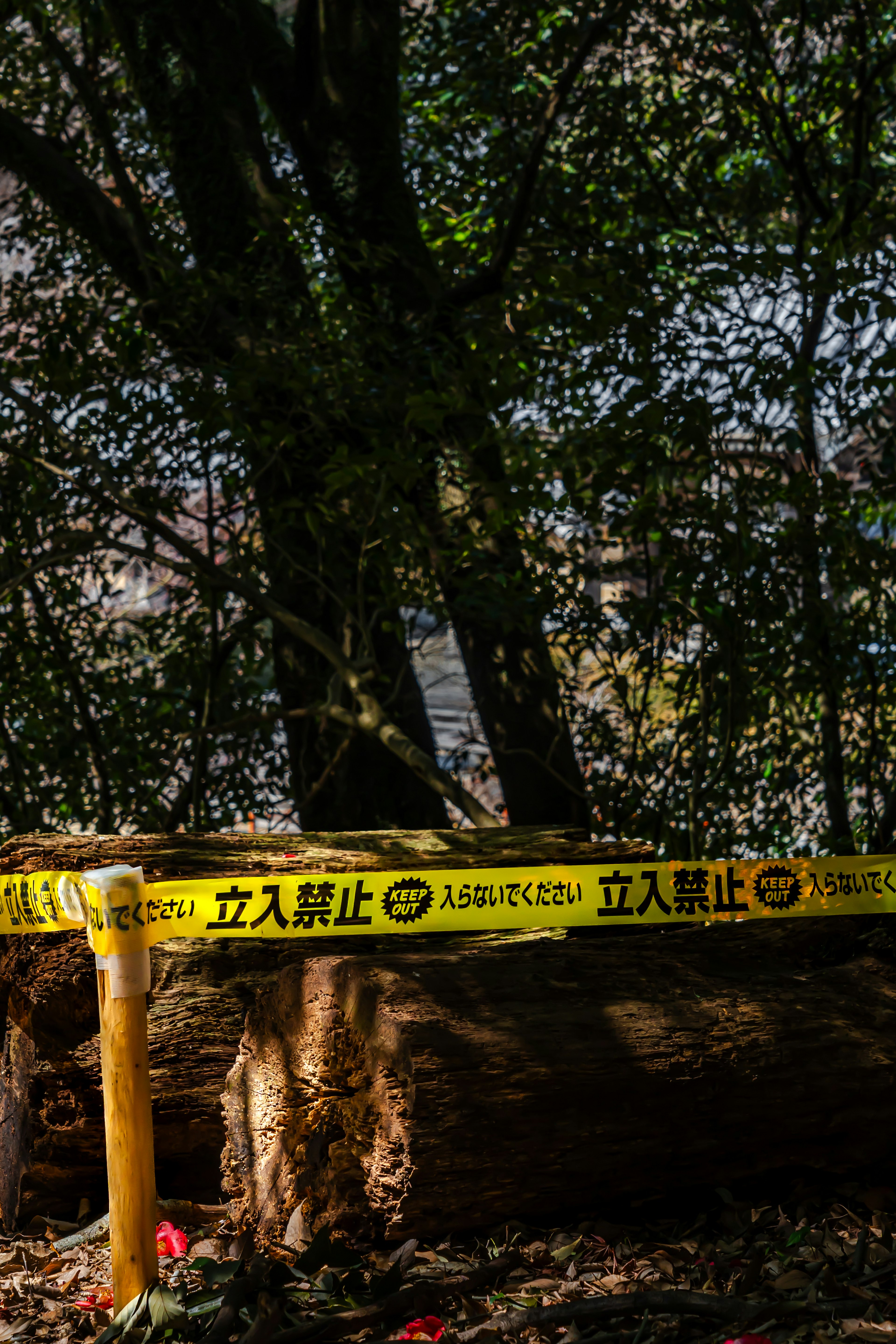 Yellow no entry tape and cut log between trees