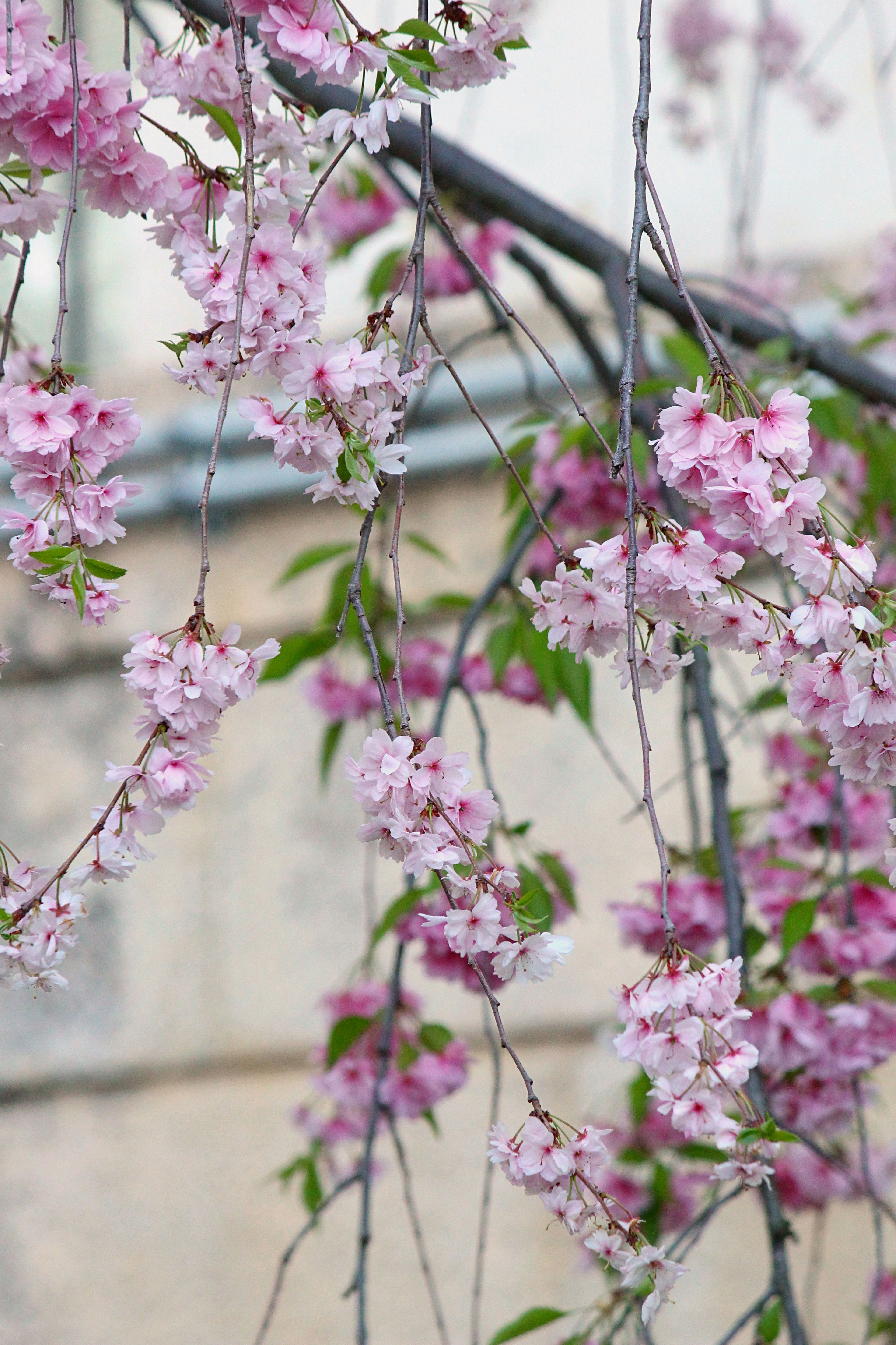 Delicate pink flowers hanging from branches against a soft background