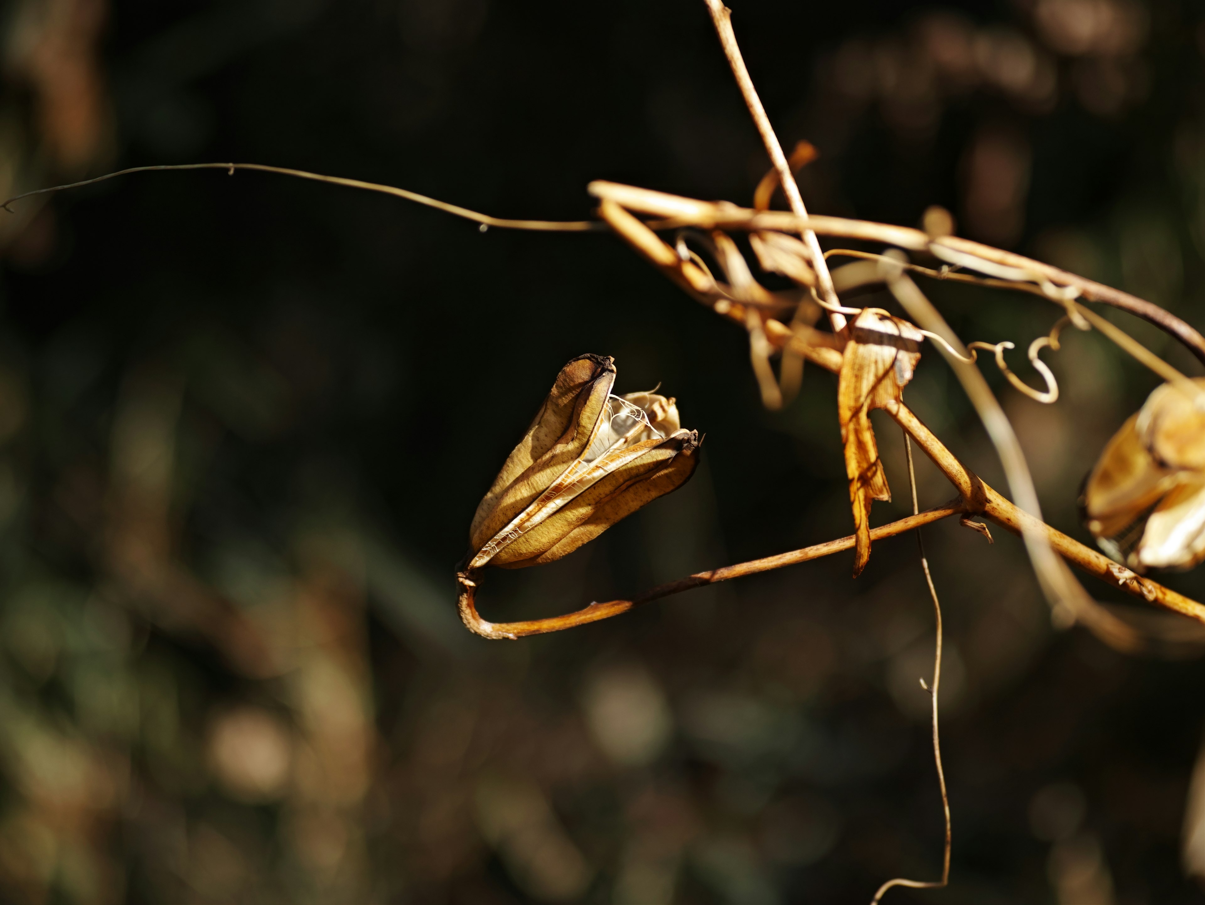 Close-up photo of dried plant leaves and vines