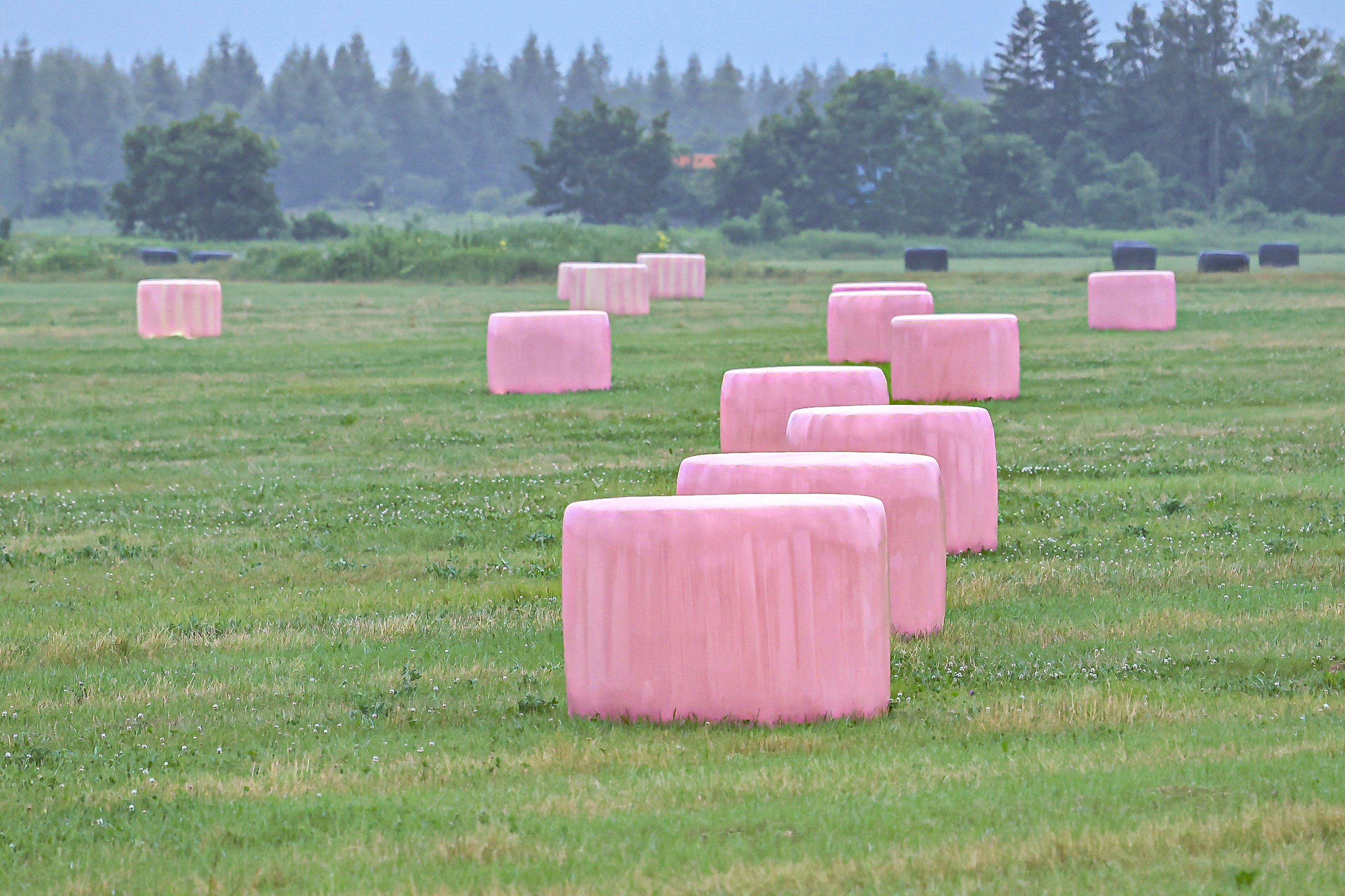 ピンク色の牧草ロールが並ぶ風景