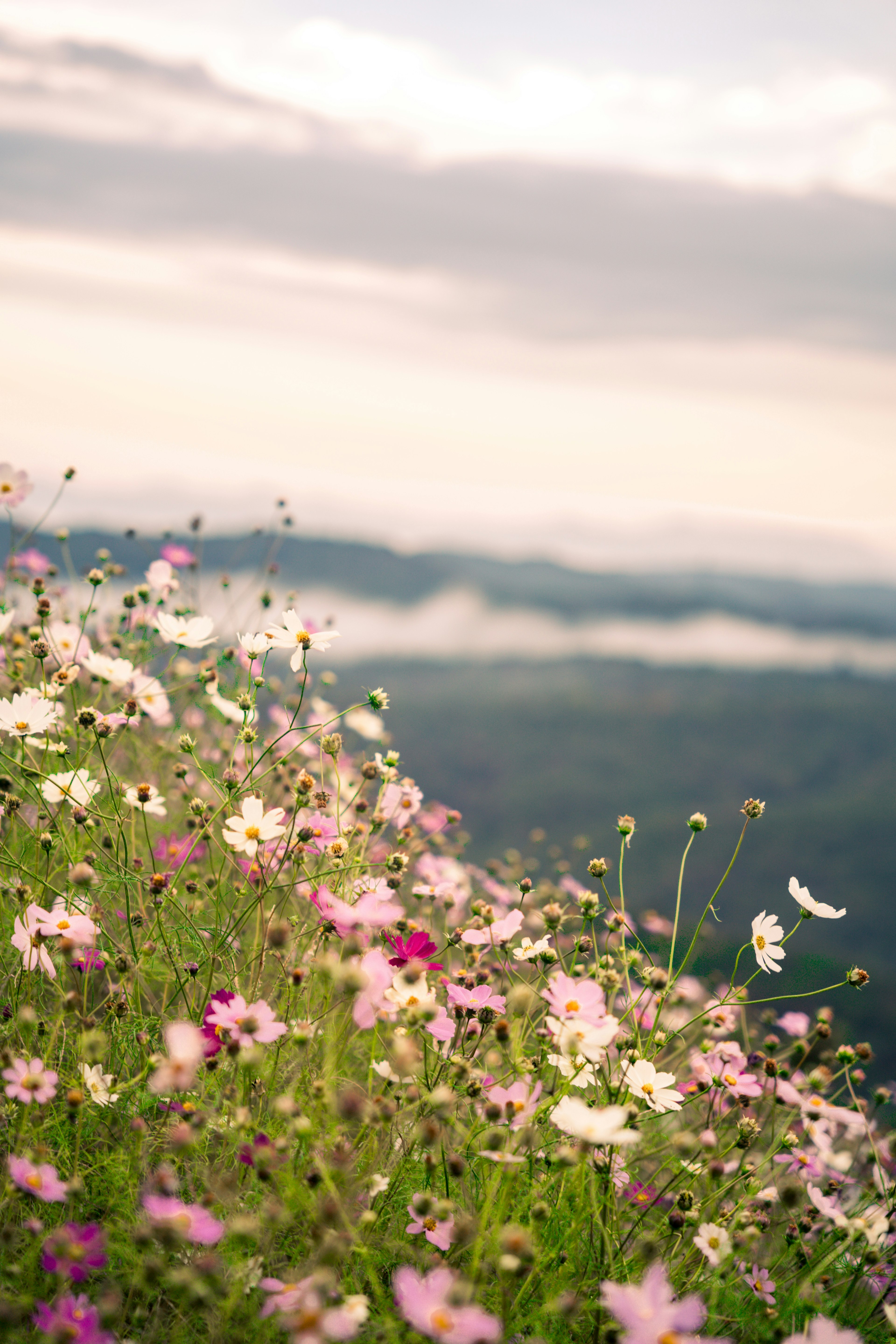 Colorful flowers blooming on a hillside with a soft sky backdrop