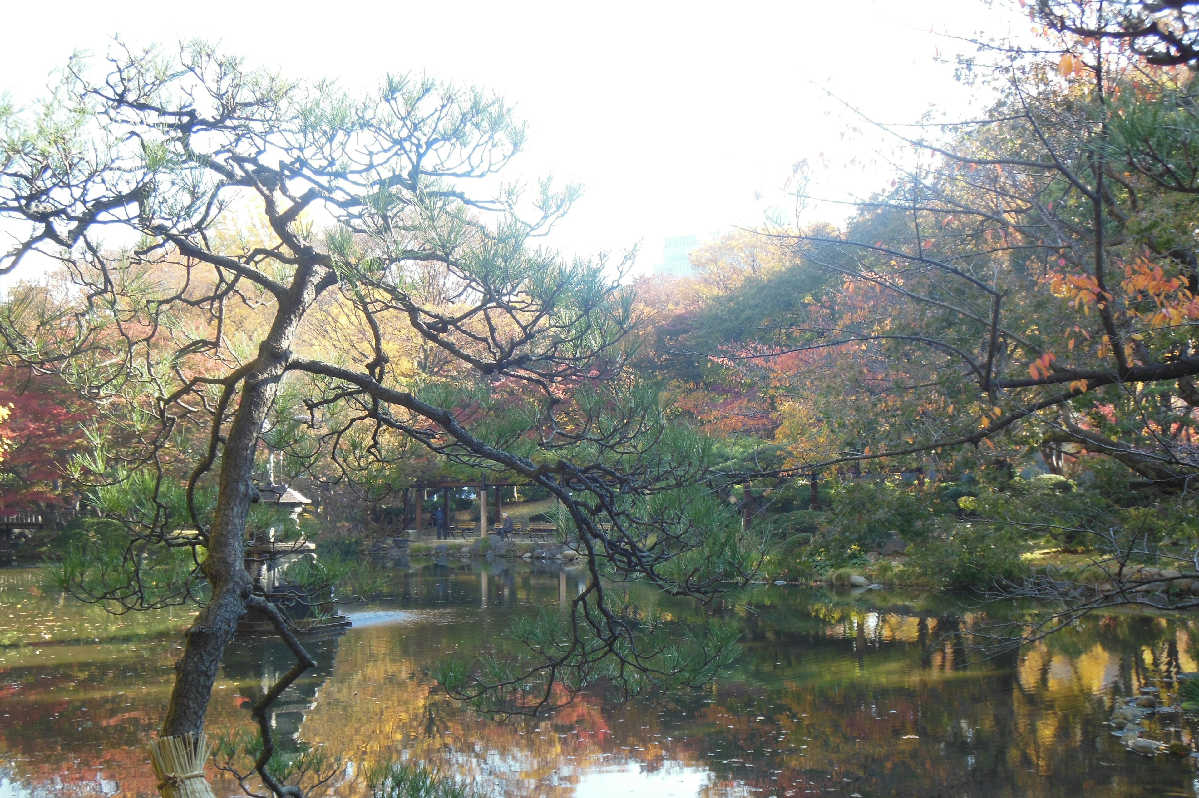 寧靜的日本庭園池塘，周圍是秋天的樹葉