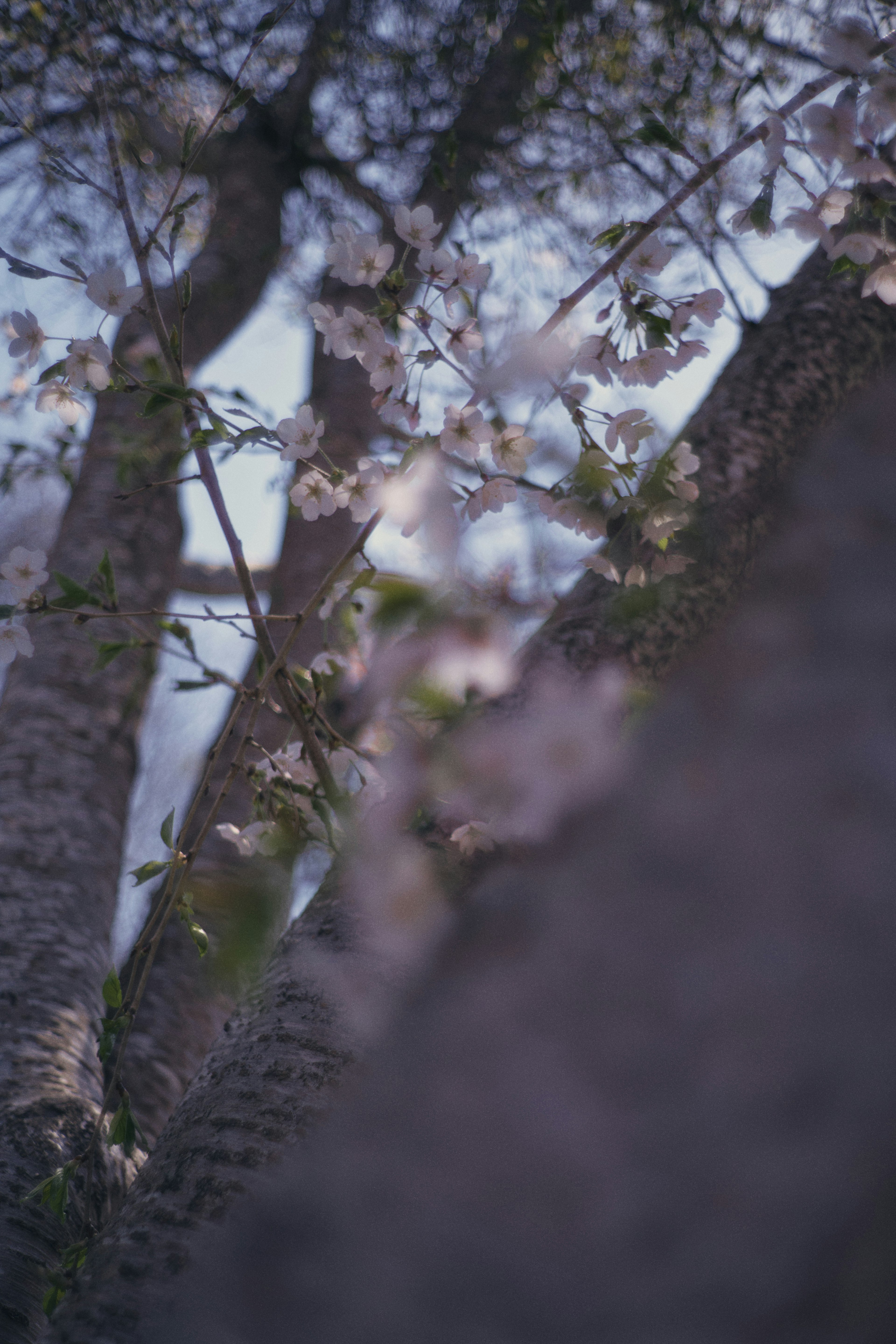 Verschommene Perspektive von Kirschblüten und Baumstämmen