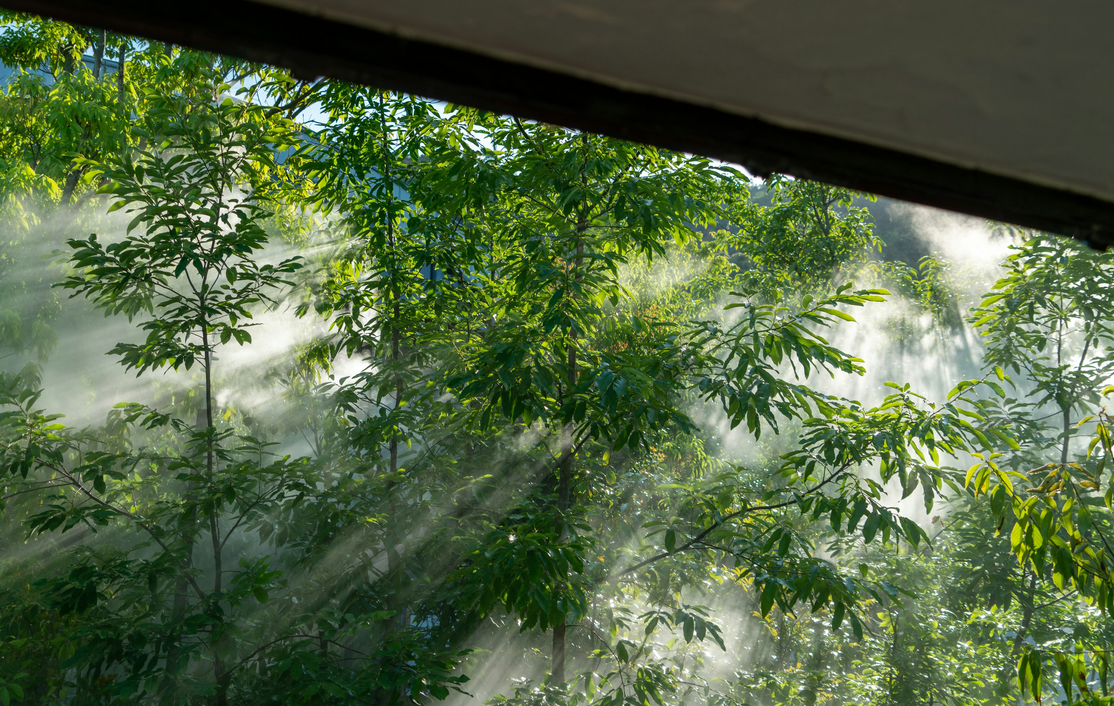 Vista di foglie di bambù verdi con raggi di luce