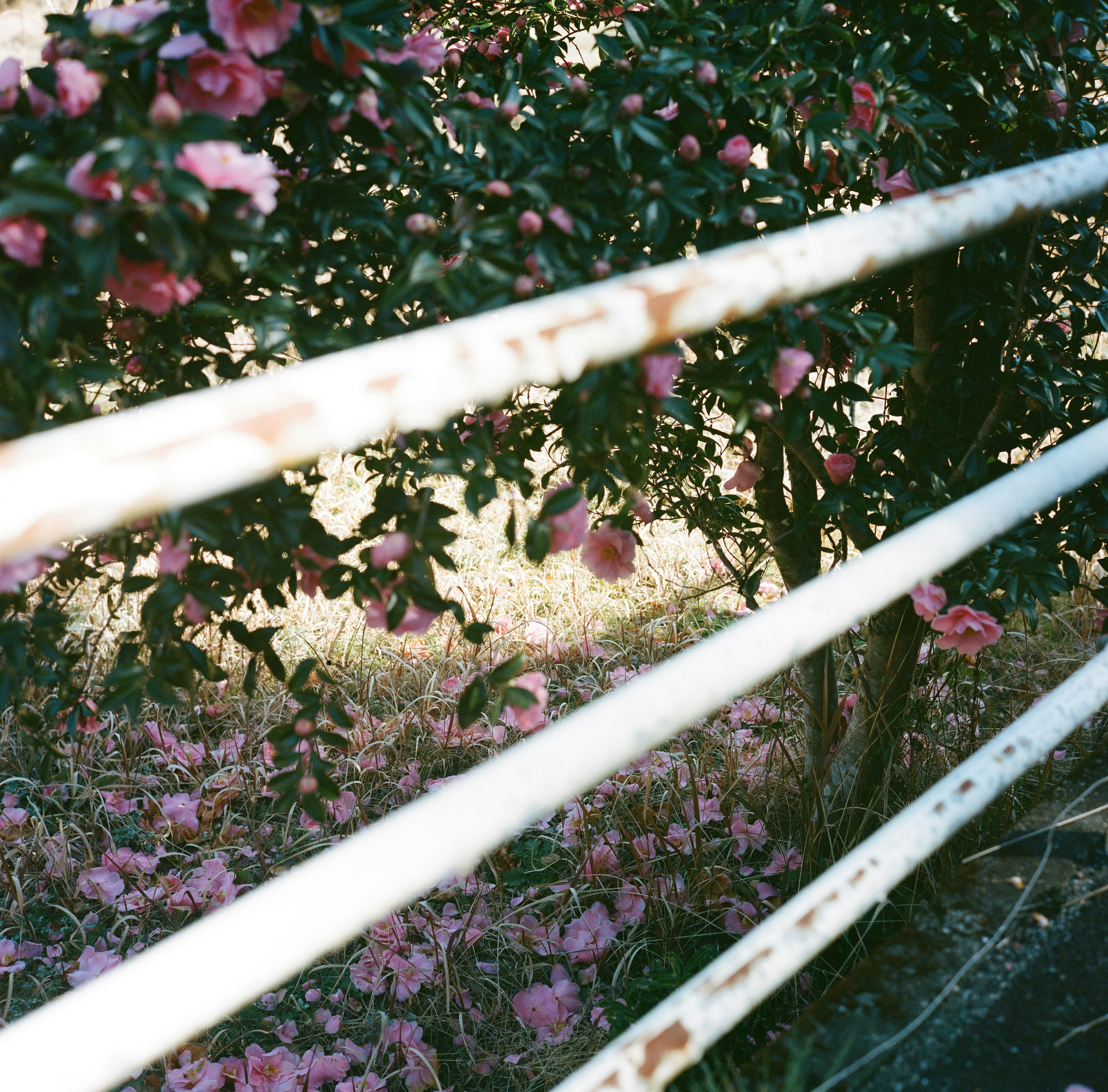 フェンスの後ろに咲くピンクの花と緑の葉