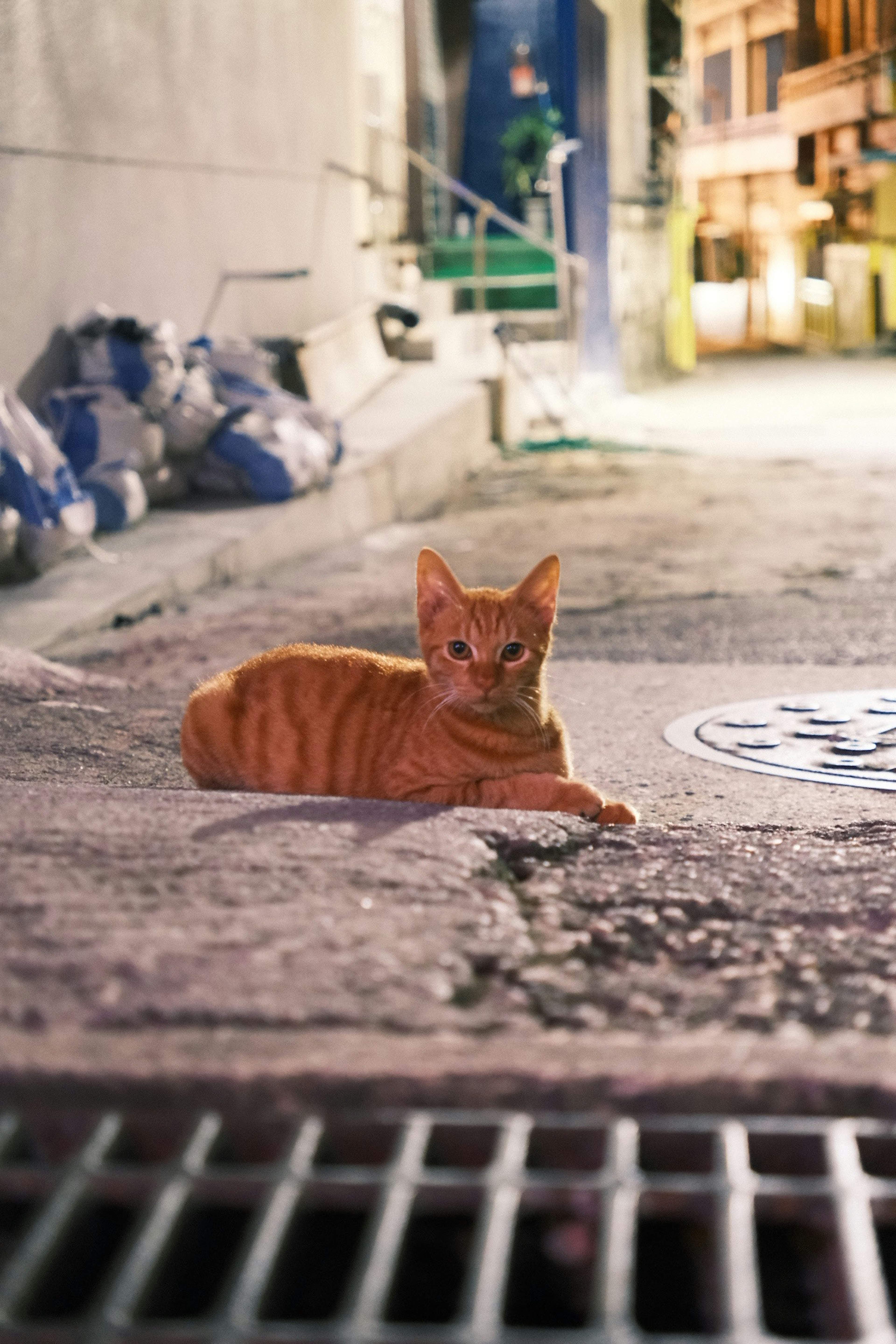 Kucing oranye berbaring di gang dengan kantong sampah di latar belakang