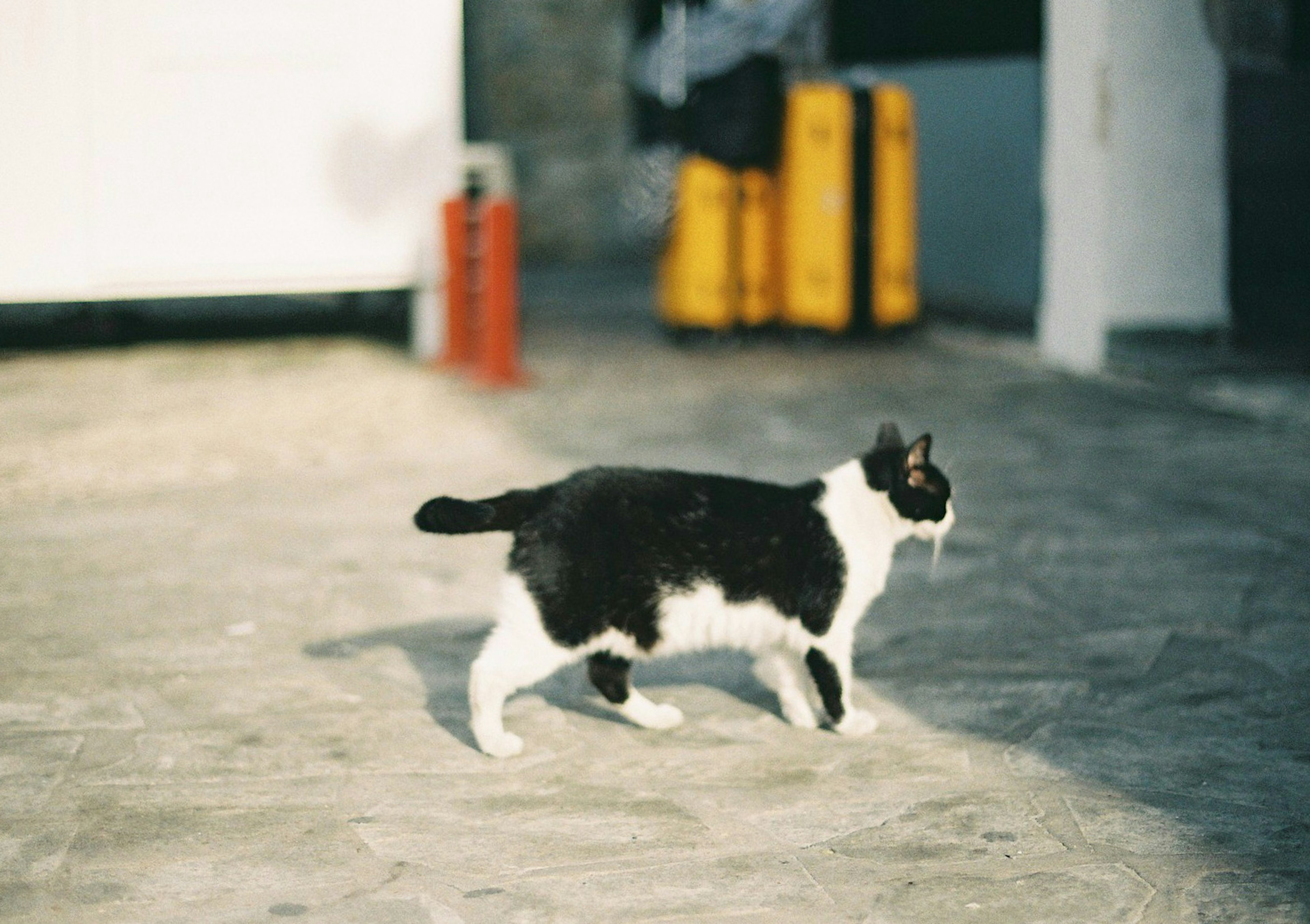 黒と白の猫がコンクリートの上を歩いている