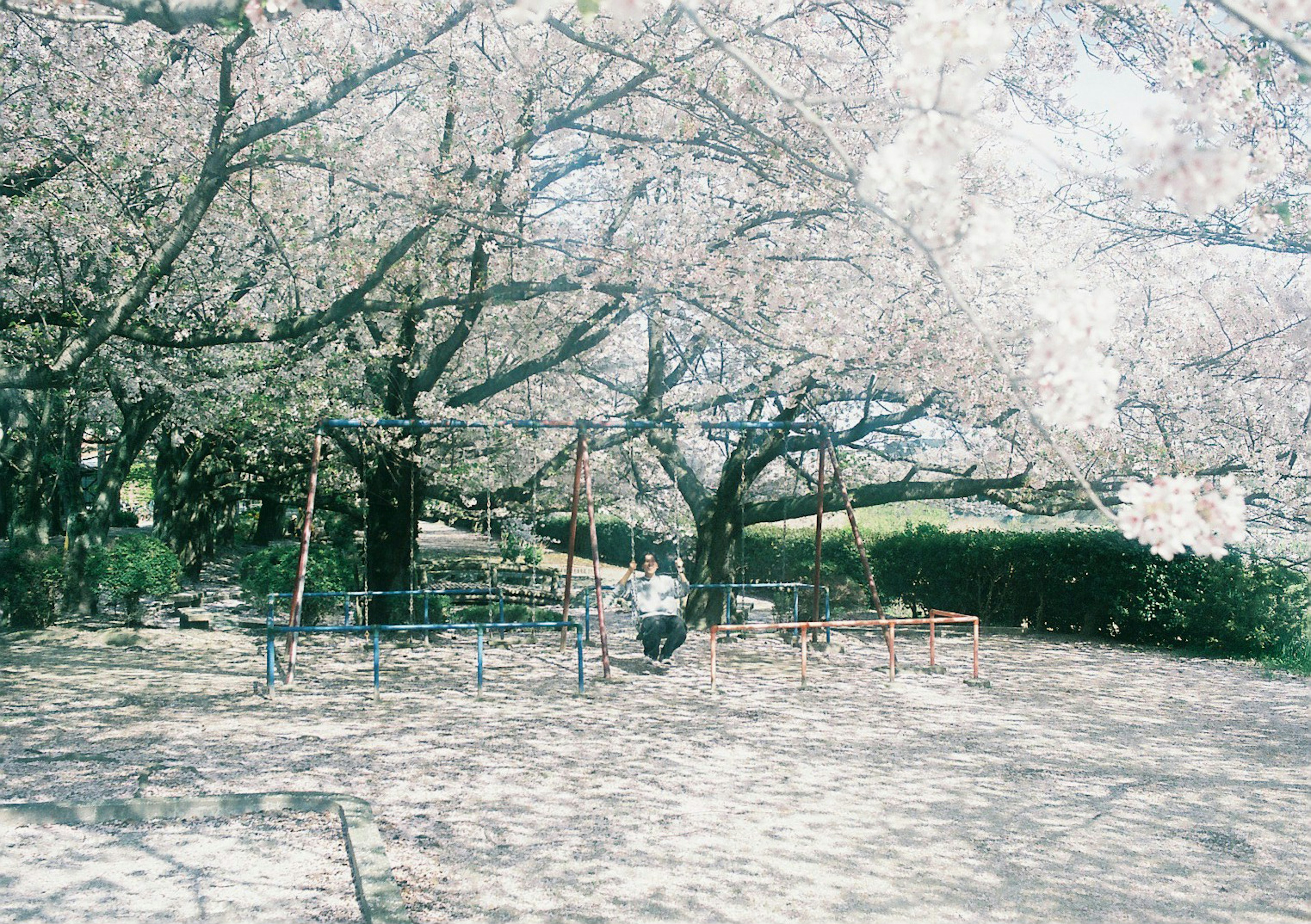 Balançoires et équipements de jeu entourés d'arbres en fleurs de cerisier