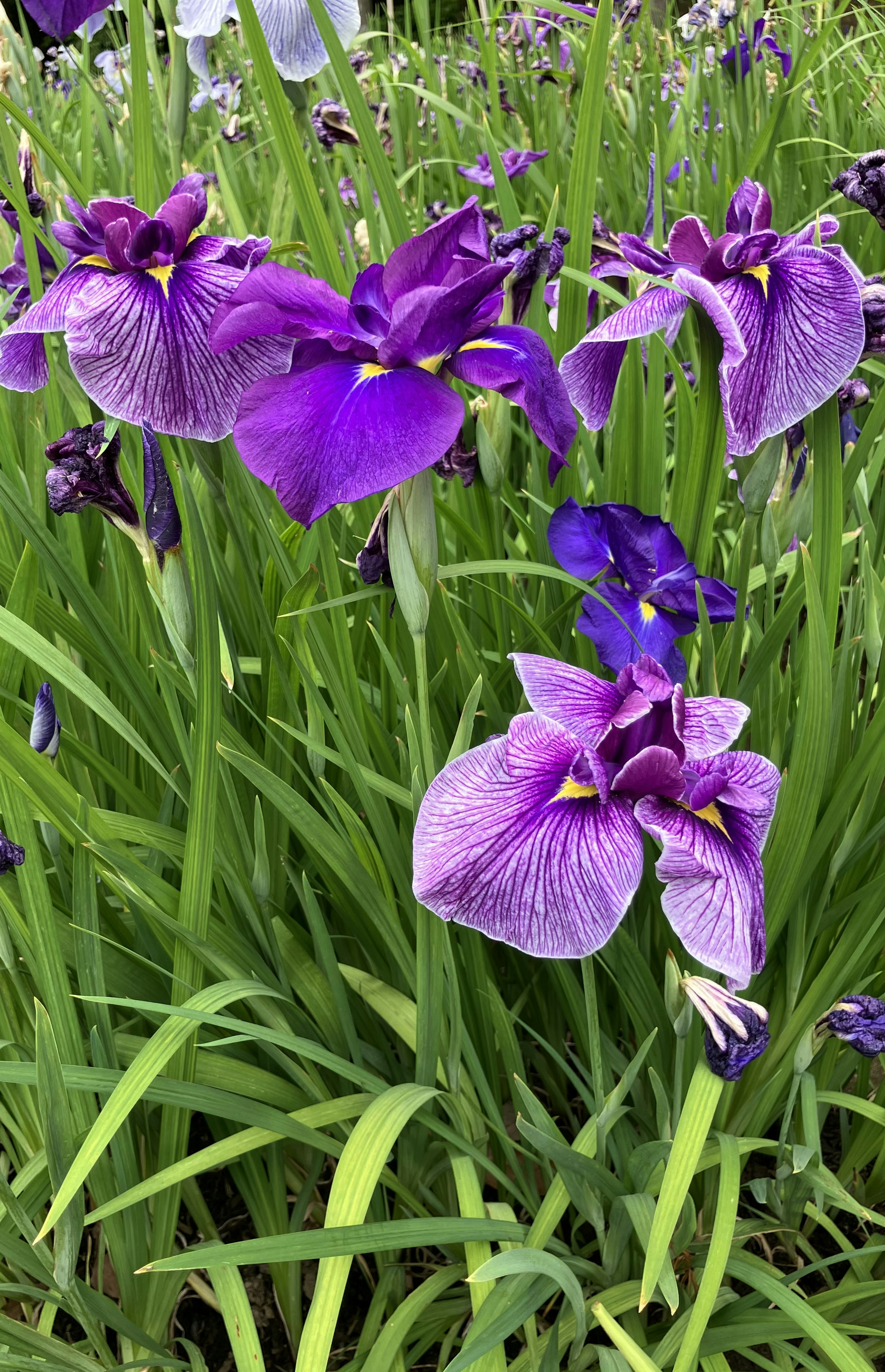 Purple iris flowers blooming among lush green leaves