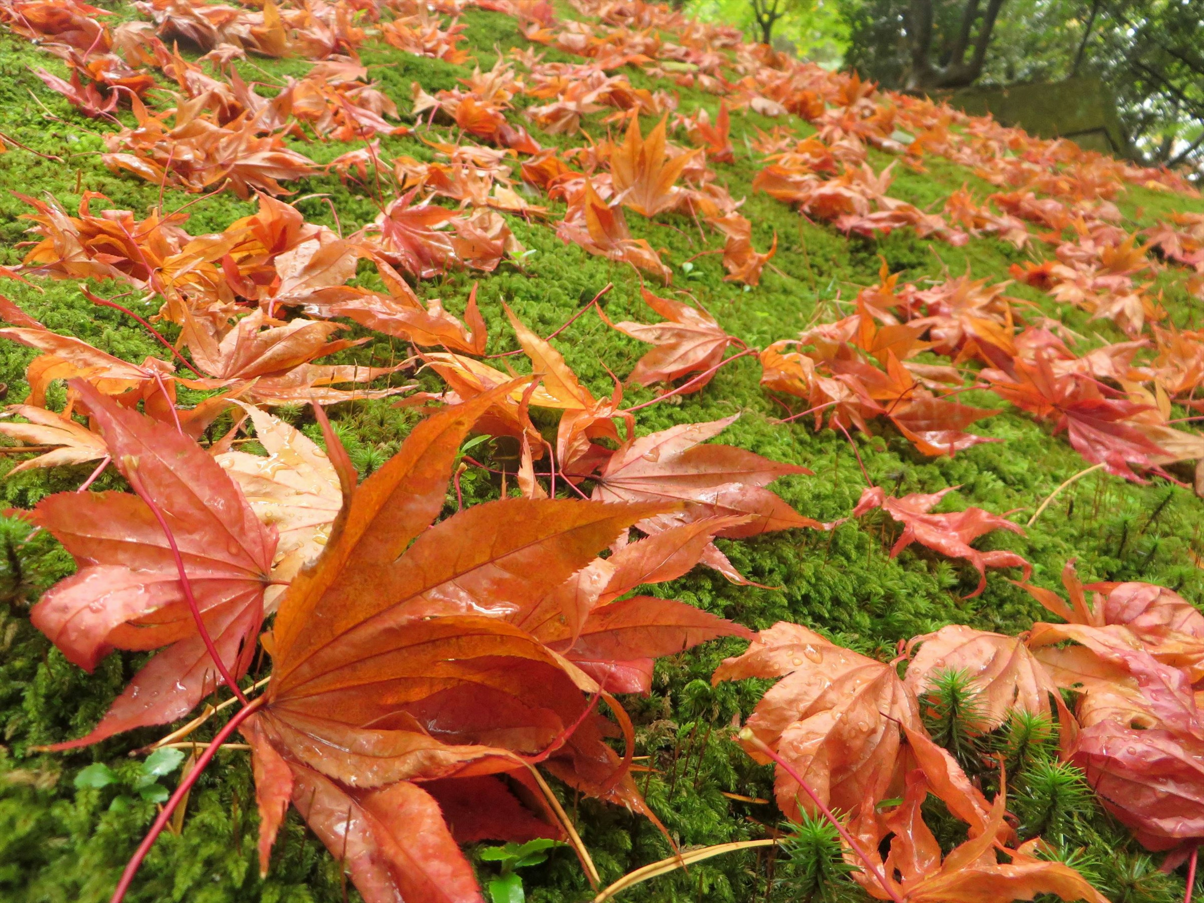 Colorful autumn leaves scattered on vibrant green moss