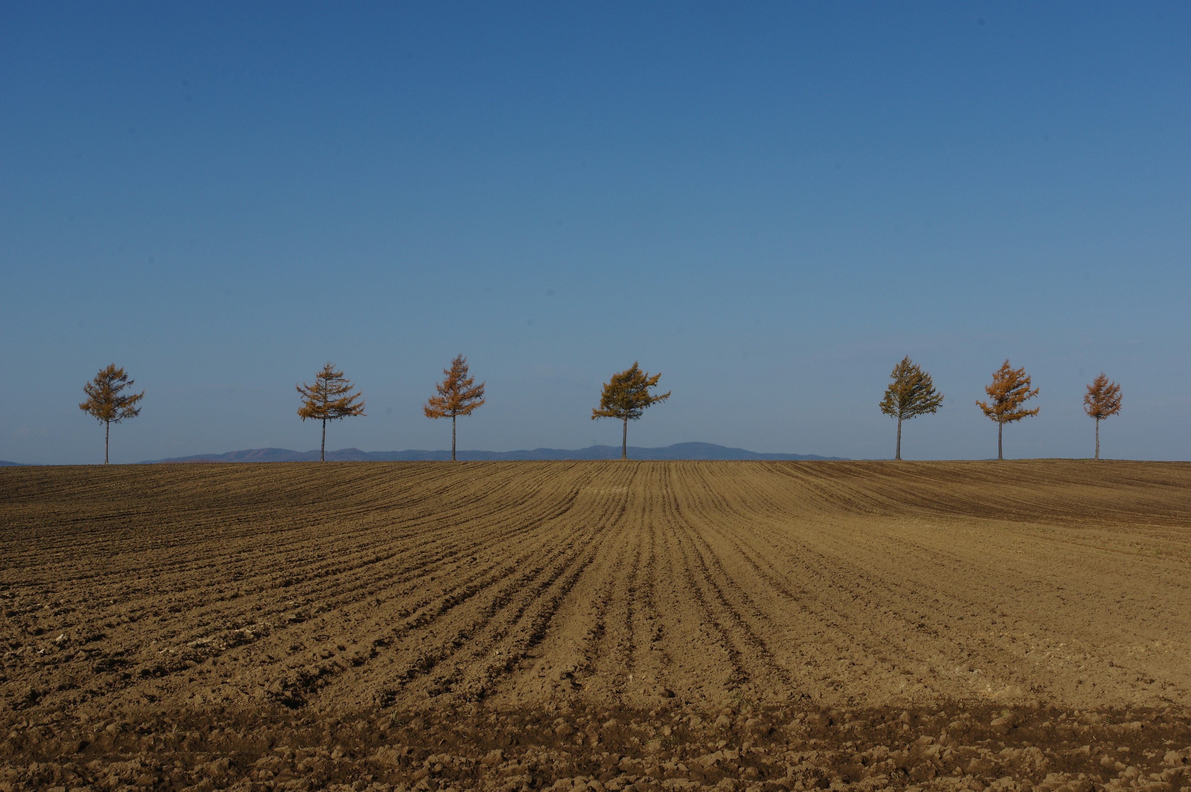 Reihe von Bäumen vor klarem blauen Himmel und gepflügtem Feld