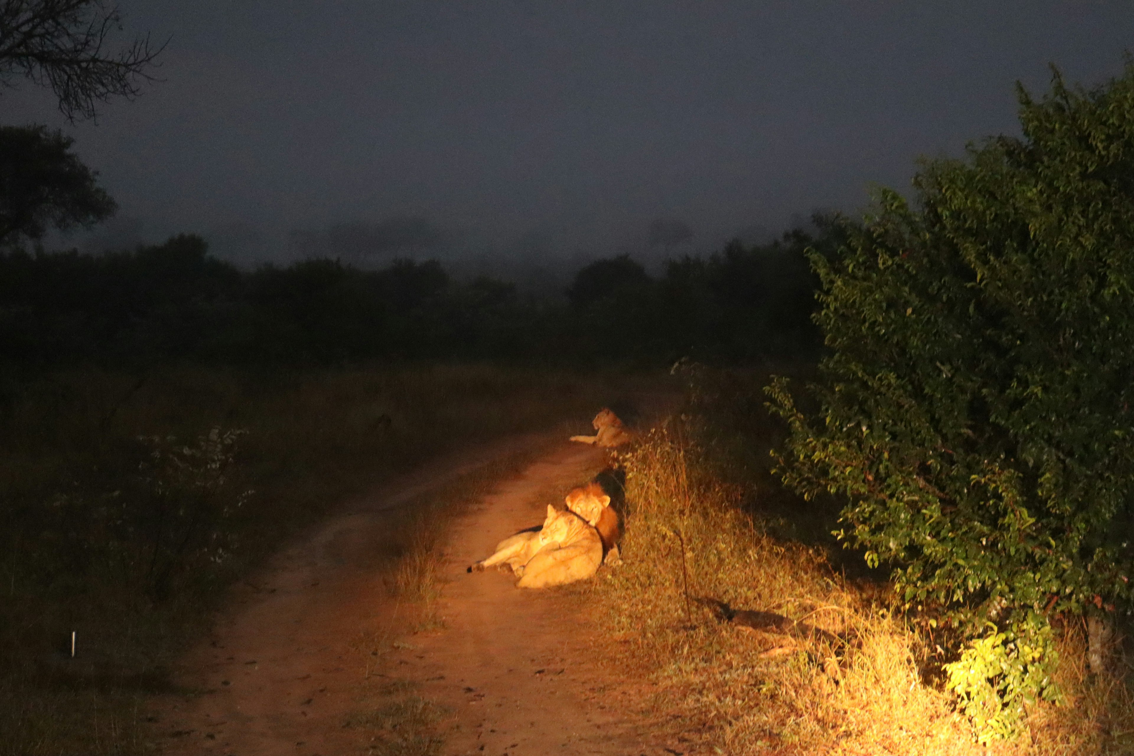 Lion resting on a dark path in a savanna