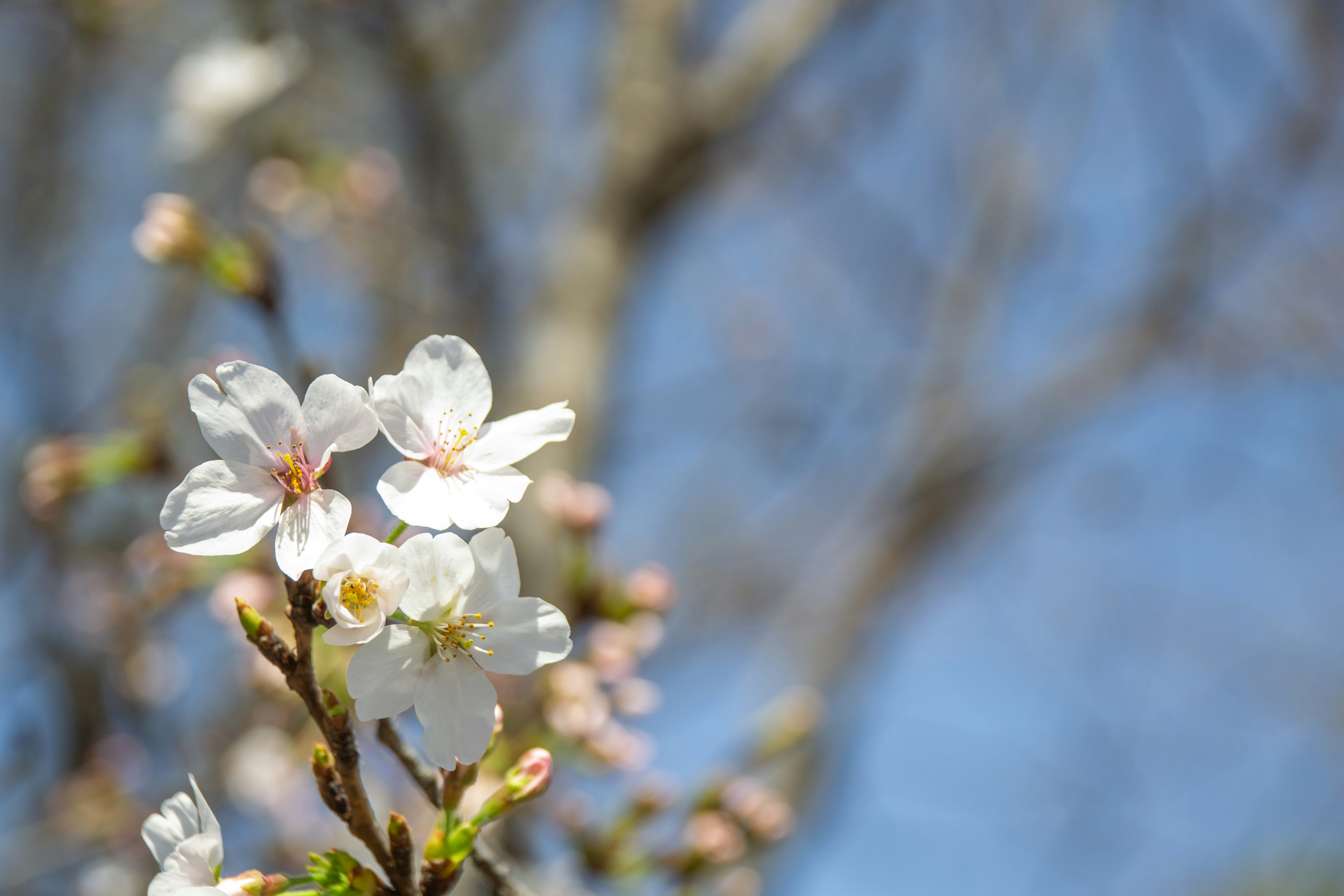 Primo piano di fiori di ciliegio in fiore sotto un cielo blu