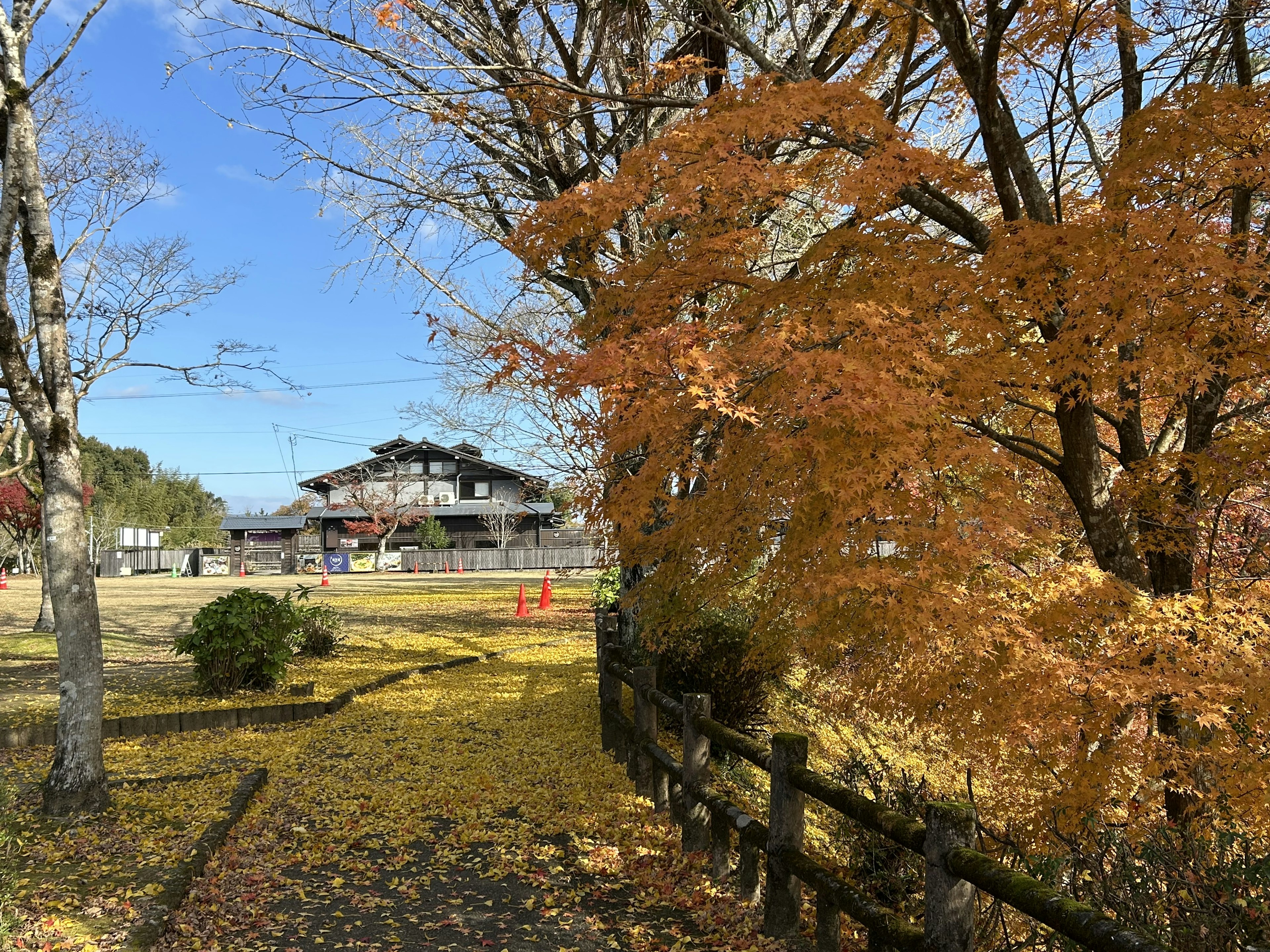 Scenic autumn pathway with orange trees and clear blue sky