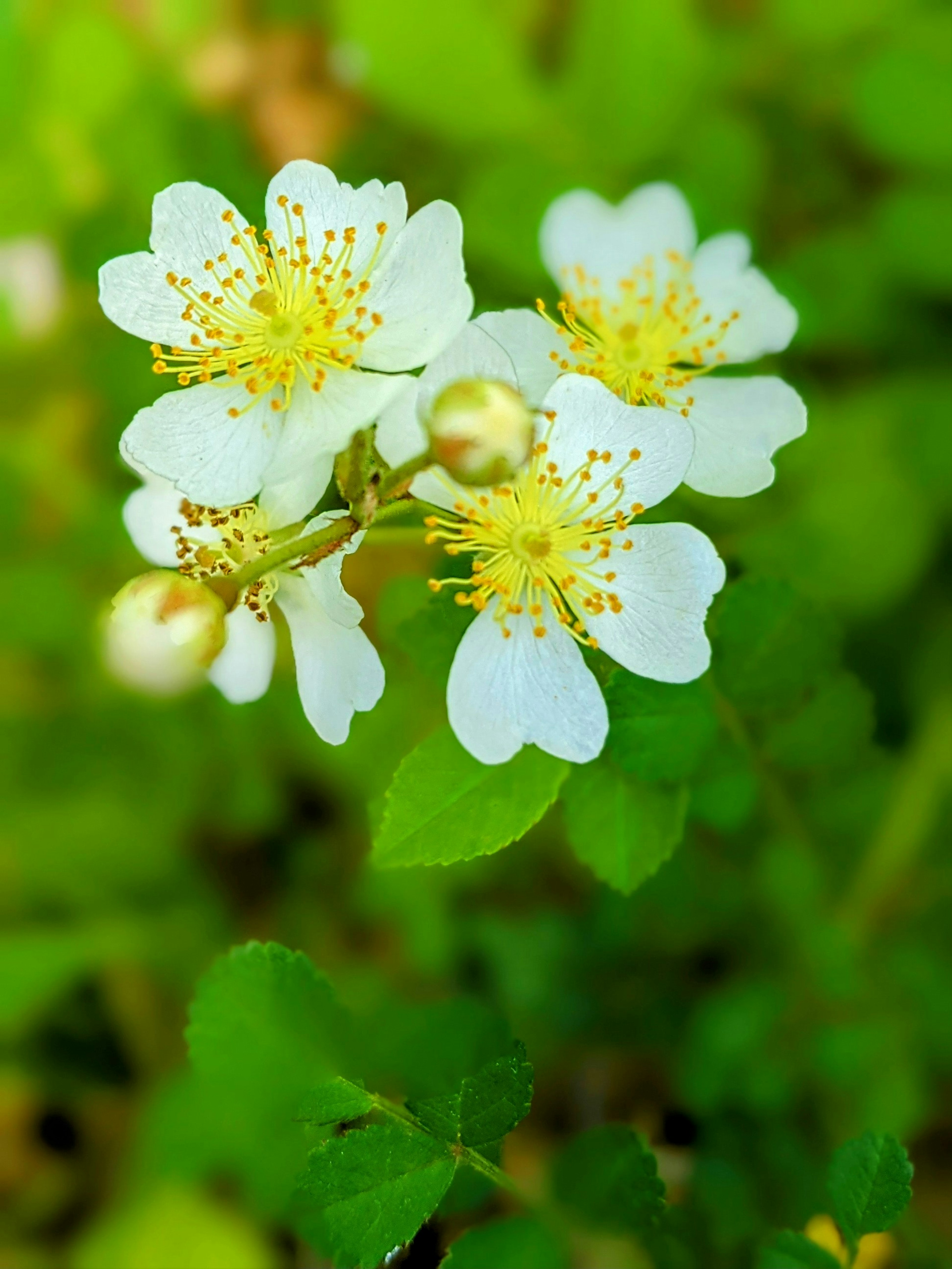 Bündel von weißen Blumen mit gelben Zentren zwischen grünen Blättern