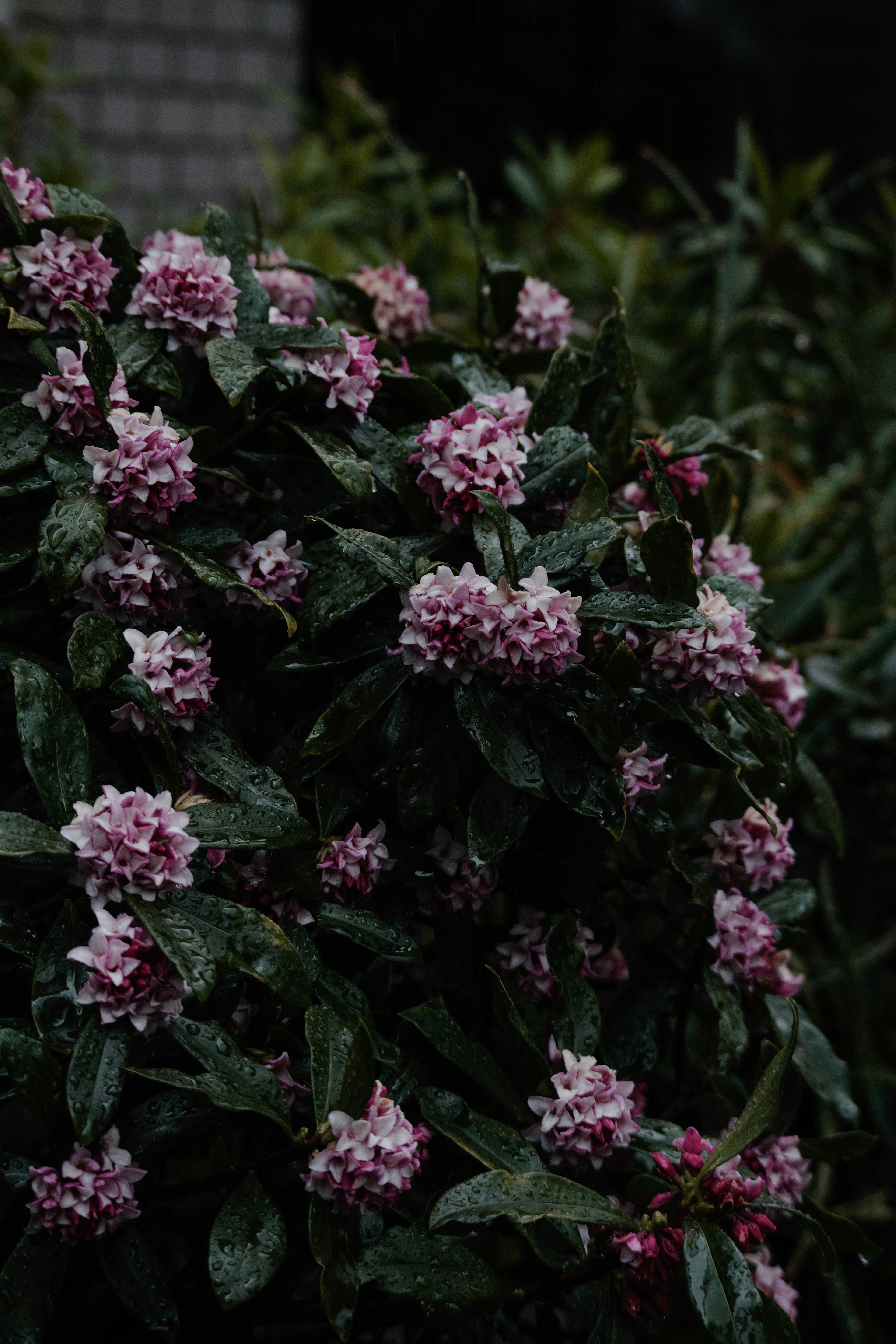 Primer plano de una planta con flores rosas rodeadas de hojas verdes oscuras