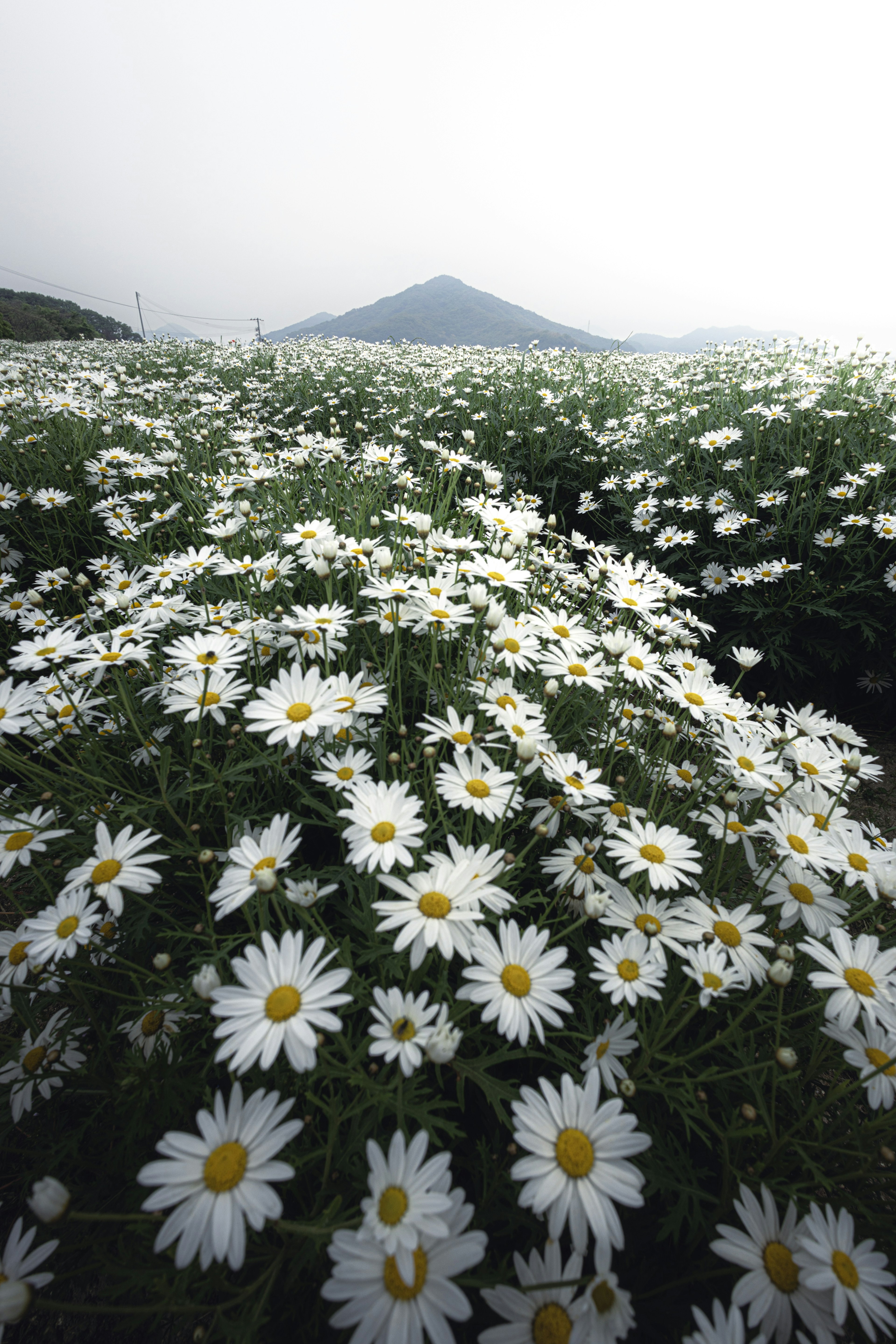 白い花が咲き誇る風景と遠くの山