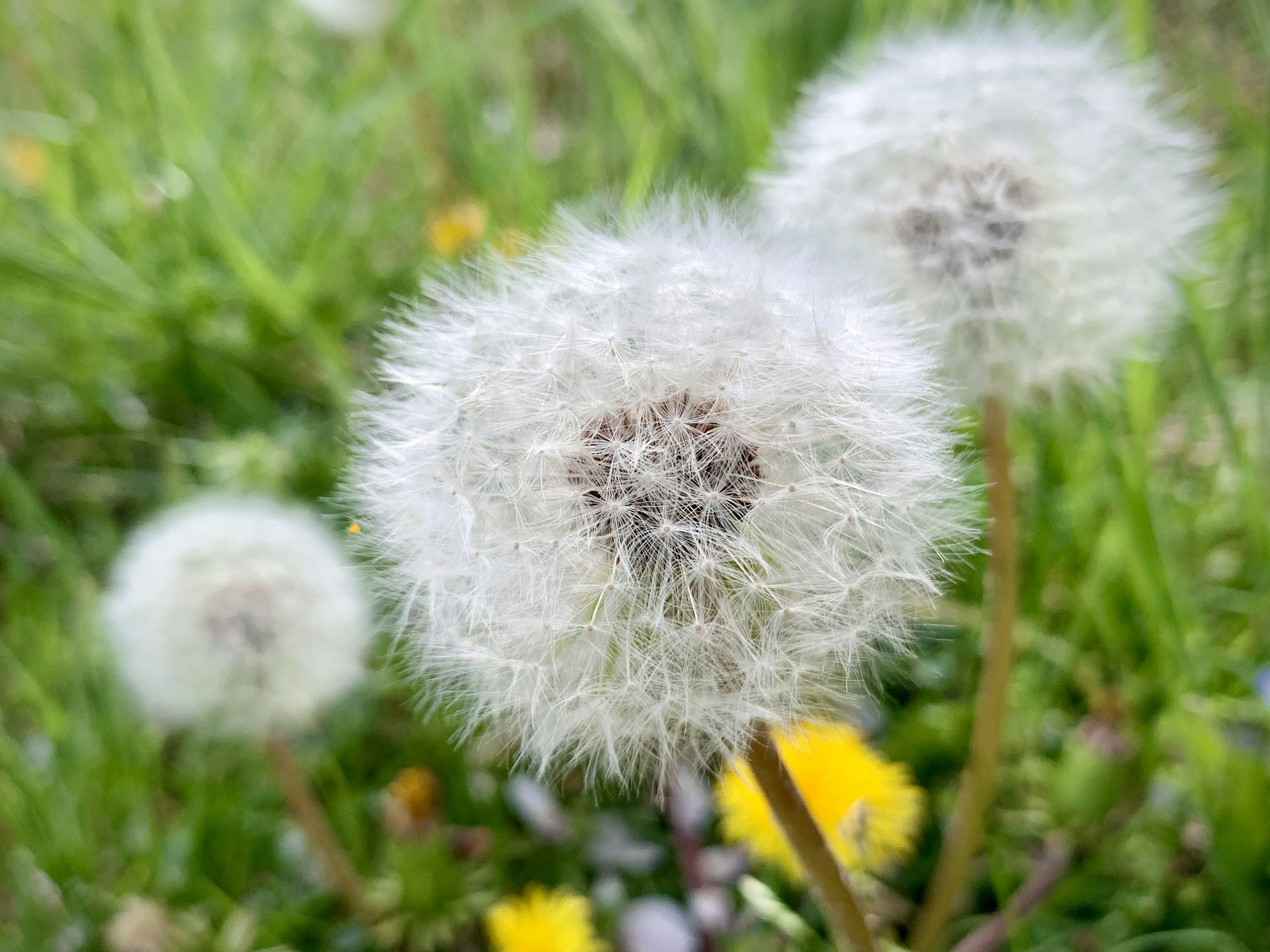 白いタンポポの綿毛が緑の草の中に群生している