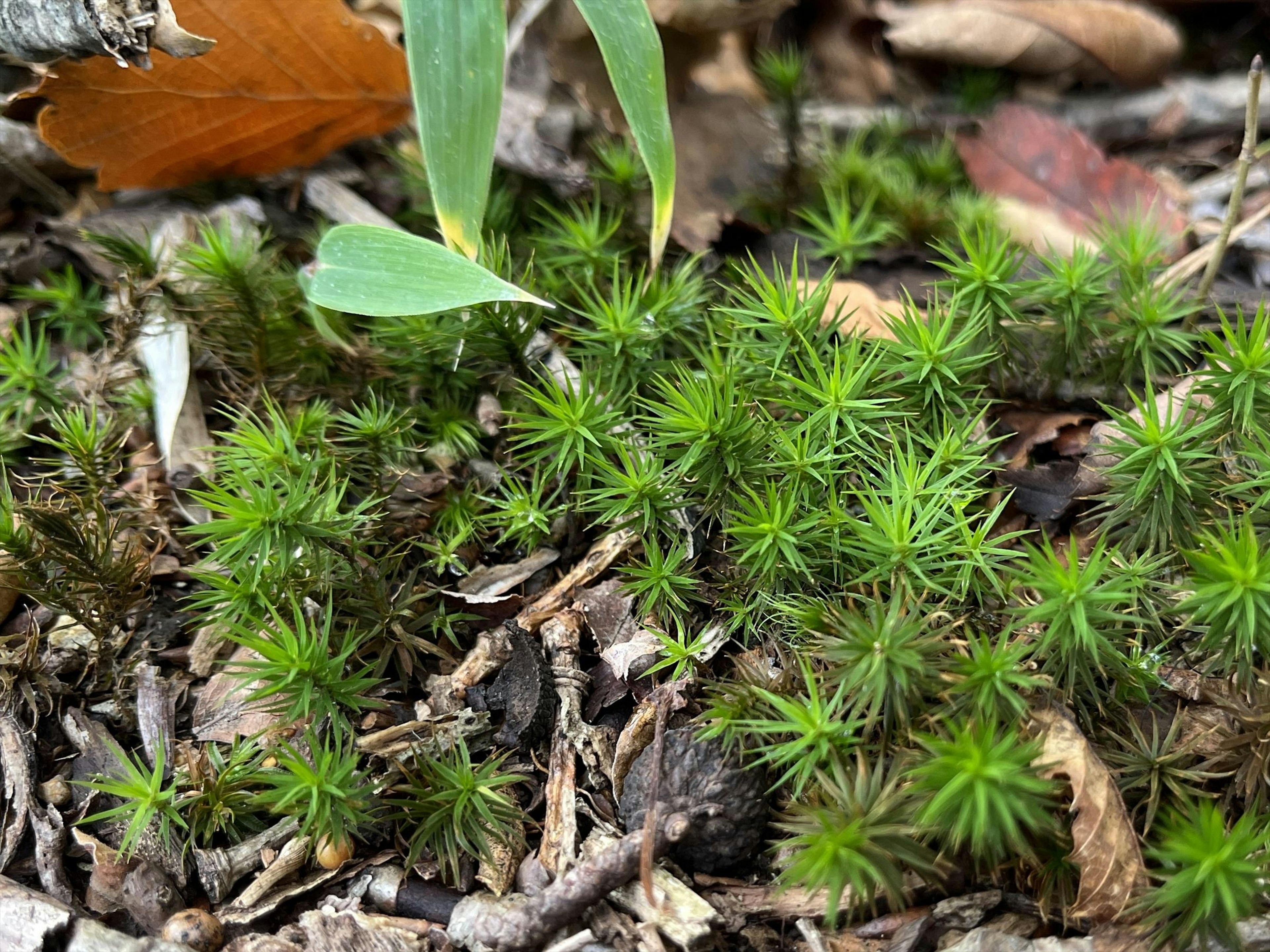 緑色の苔が地面に生えている写真で小さな葉も見える