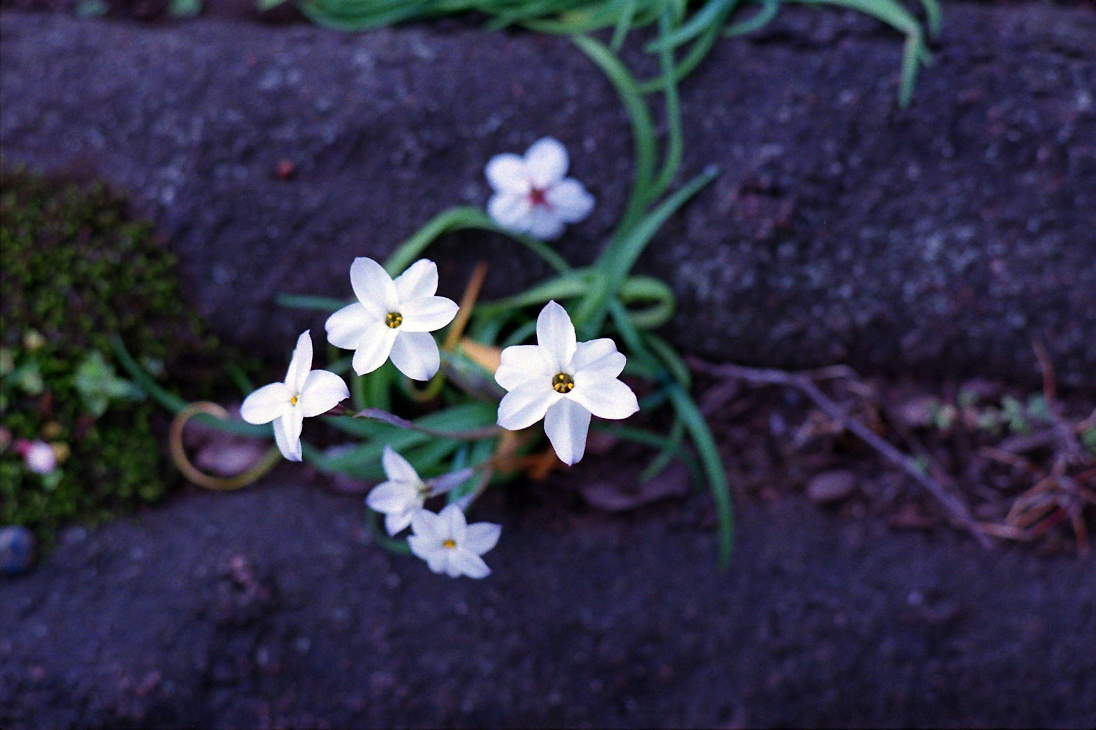 Fleurs blanches poussant entre des pierres