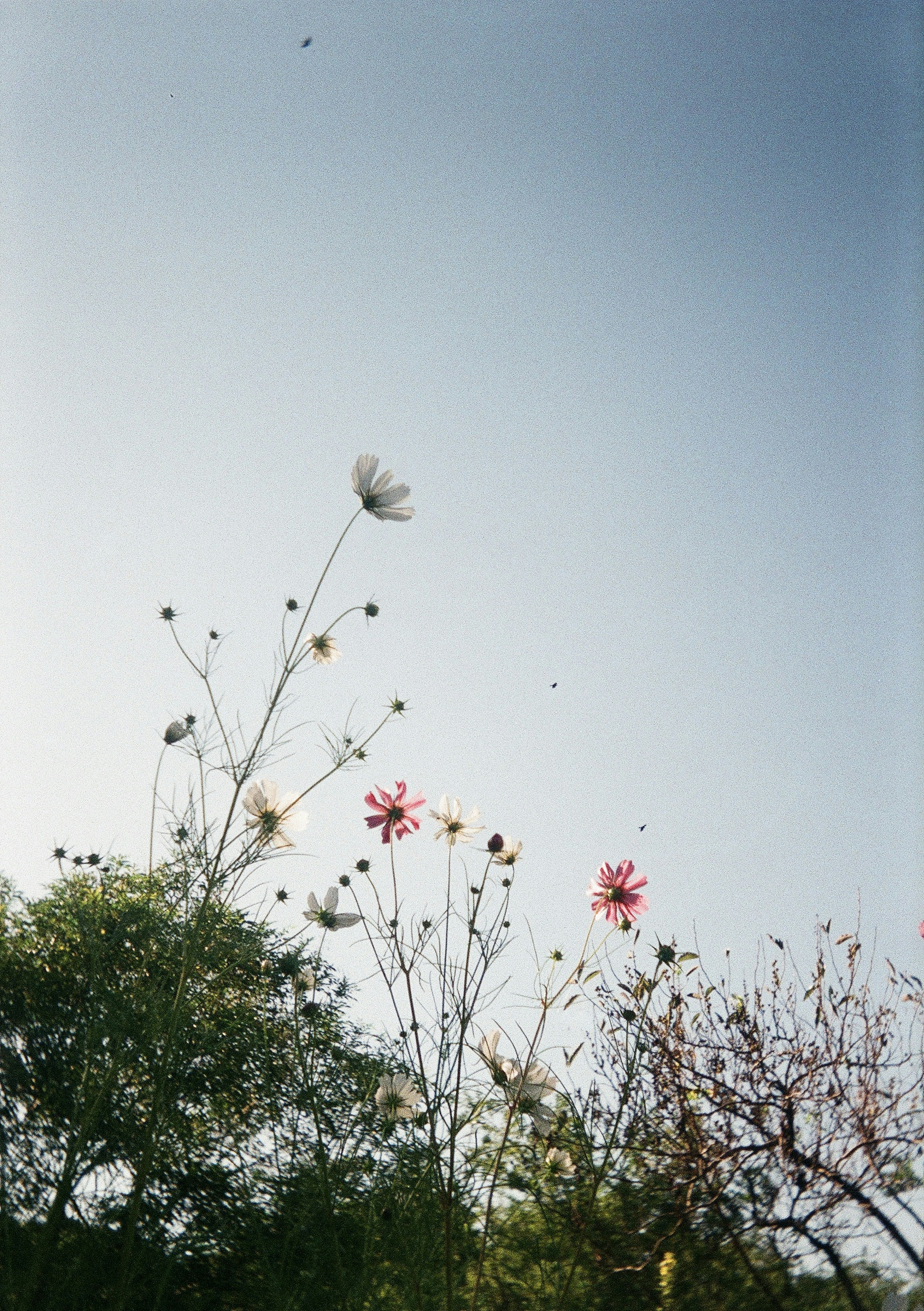 Siluetas de flores y hierba contra un cielo azul