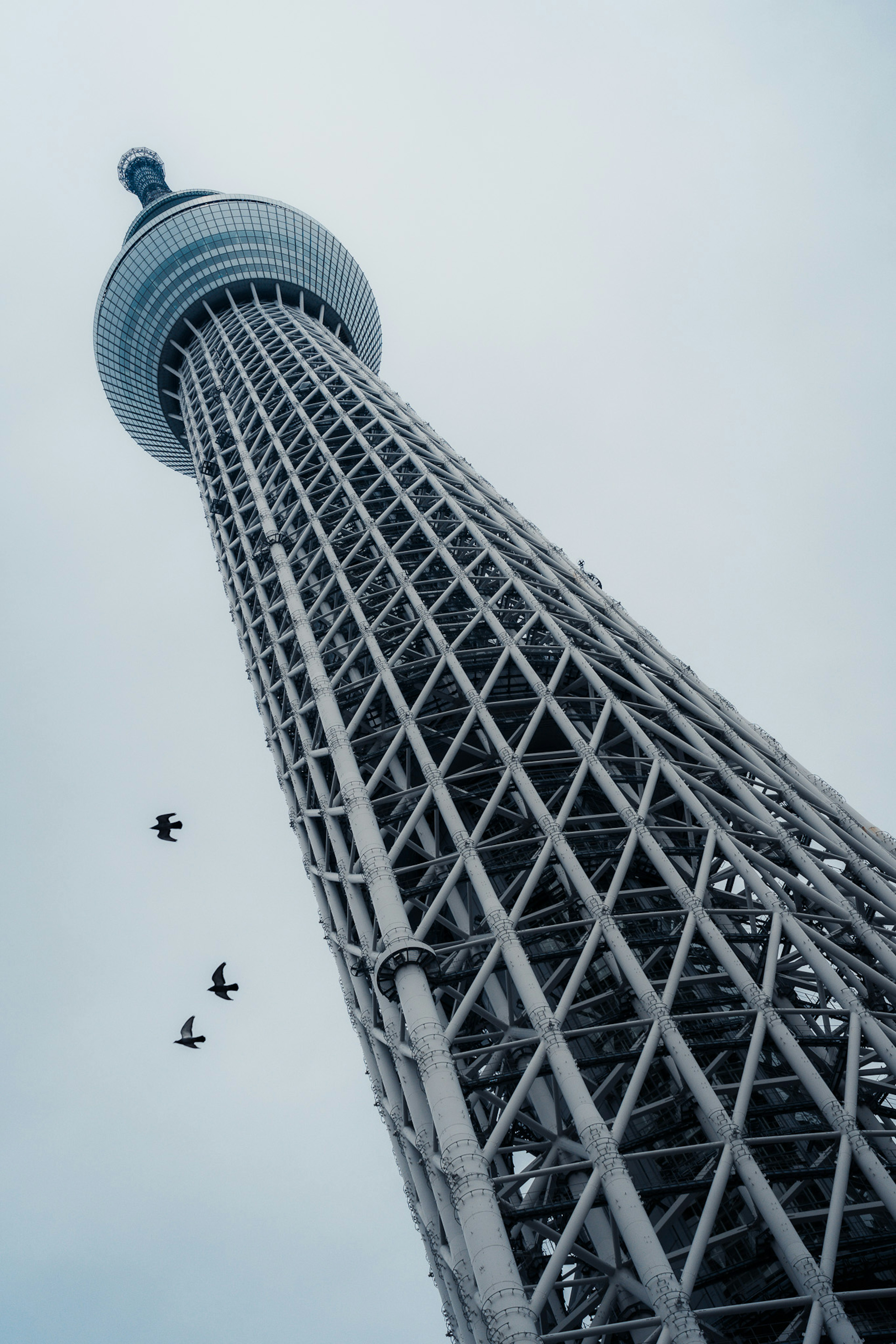 Tokyo Skytree nhìn từ dưới lên với những chú chim bay qua