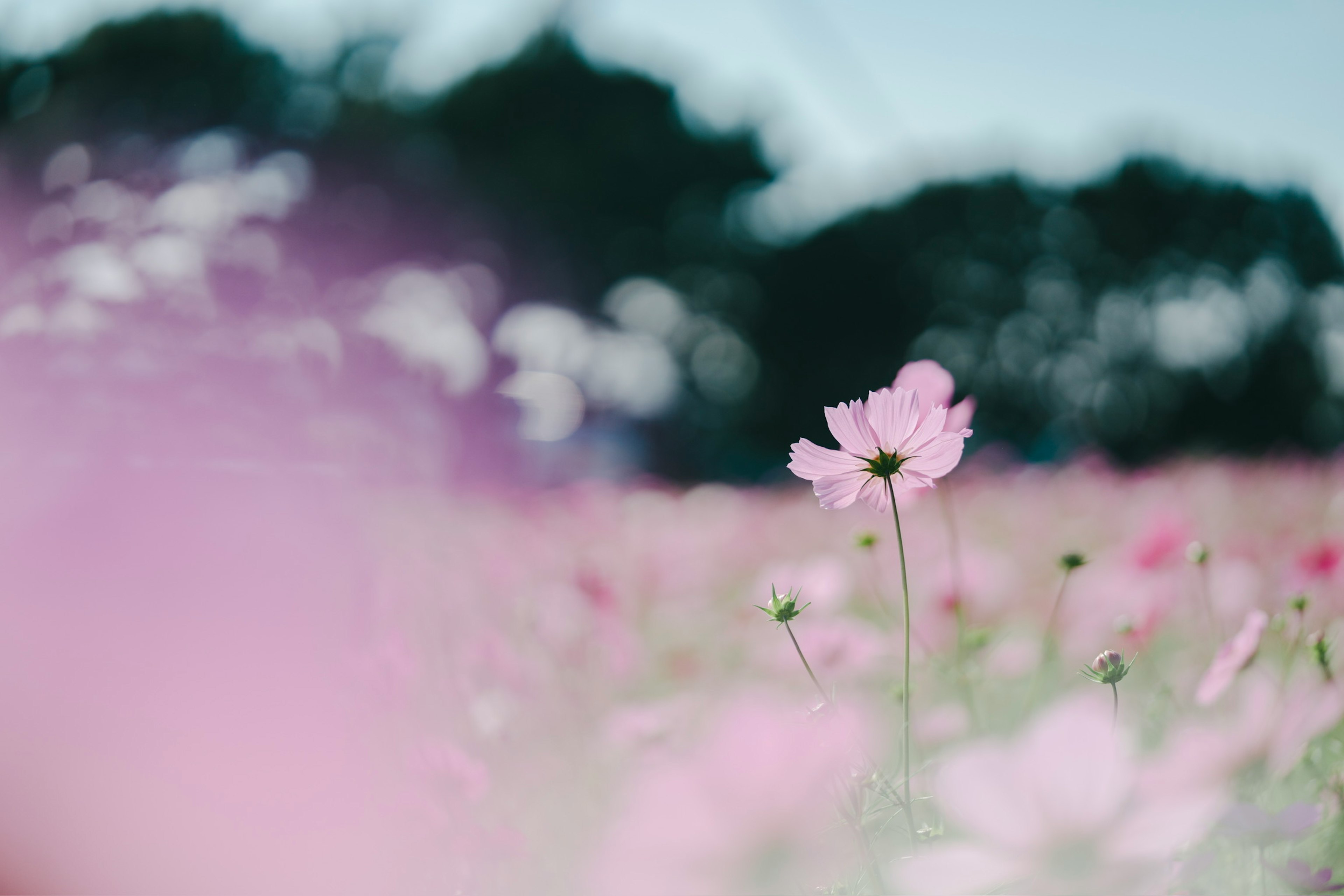 Eine einzelne rosa Blume sticht in einem Feld blühender Blumen hervor