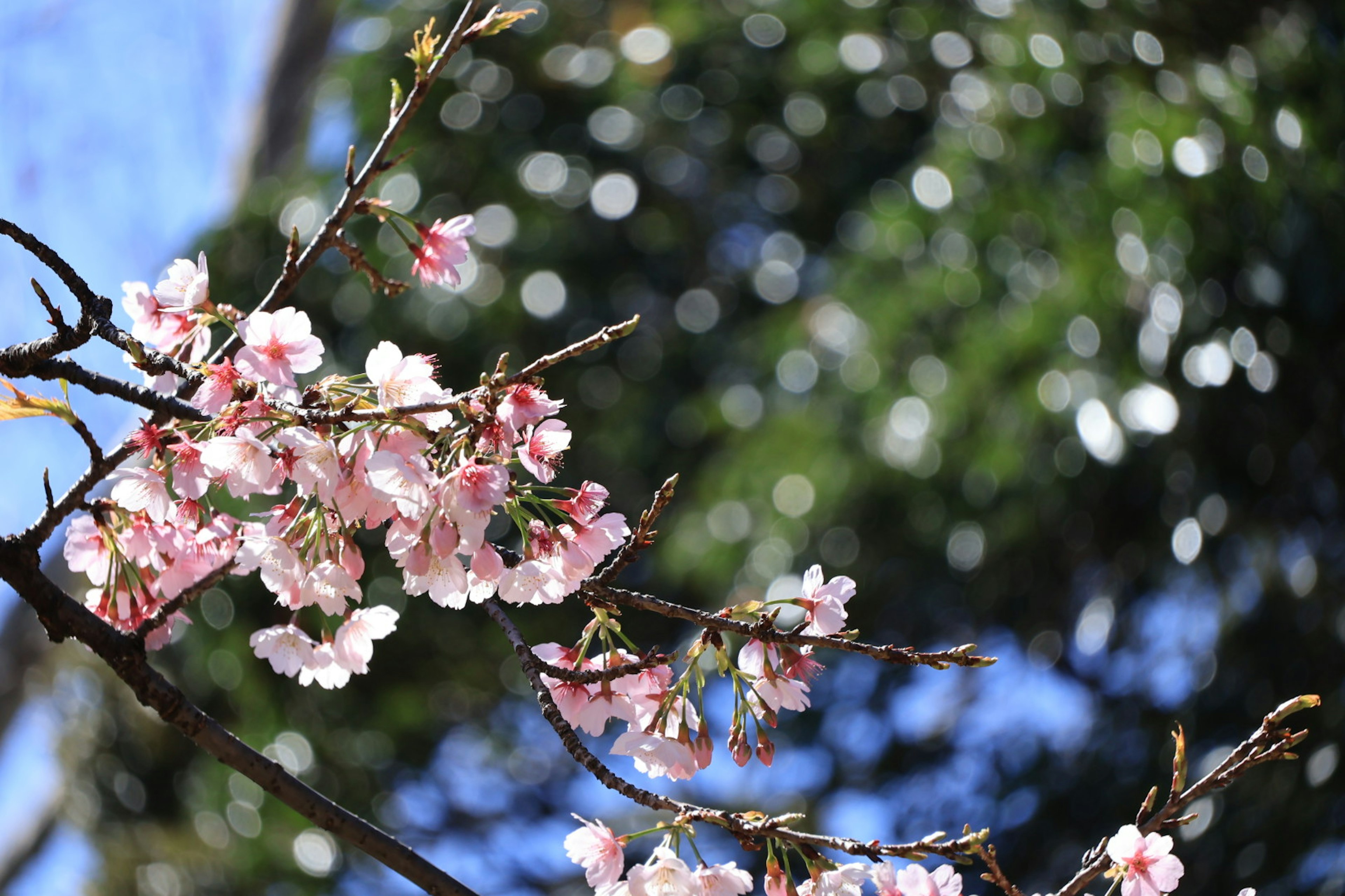 Close-up of cherry blossom branches under blue sky