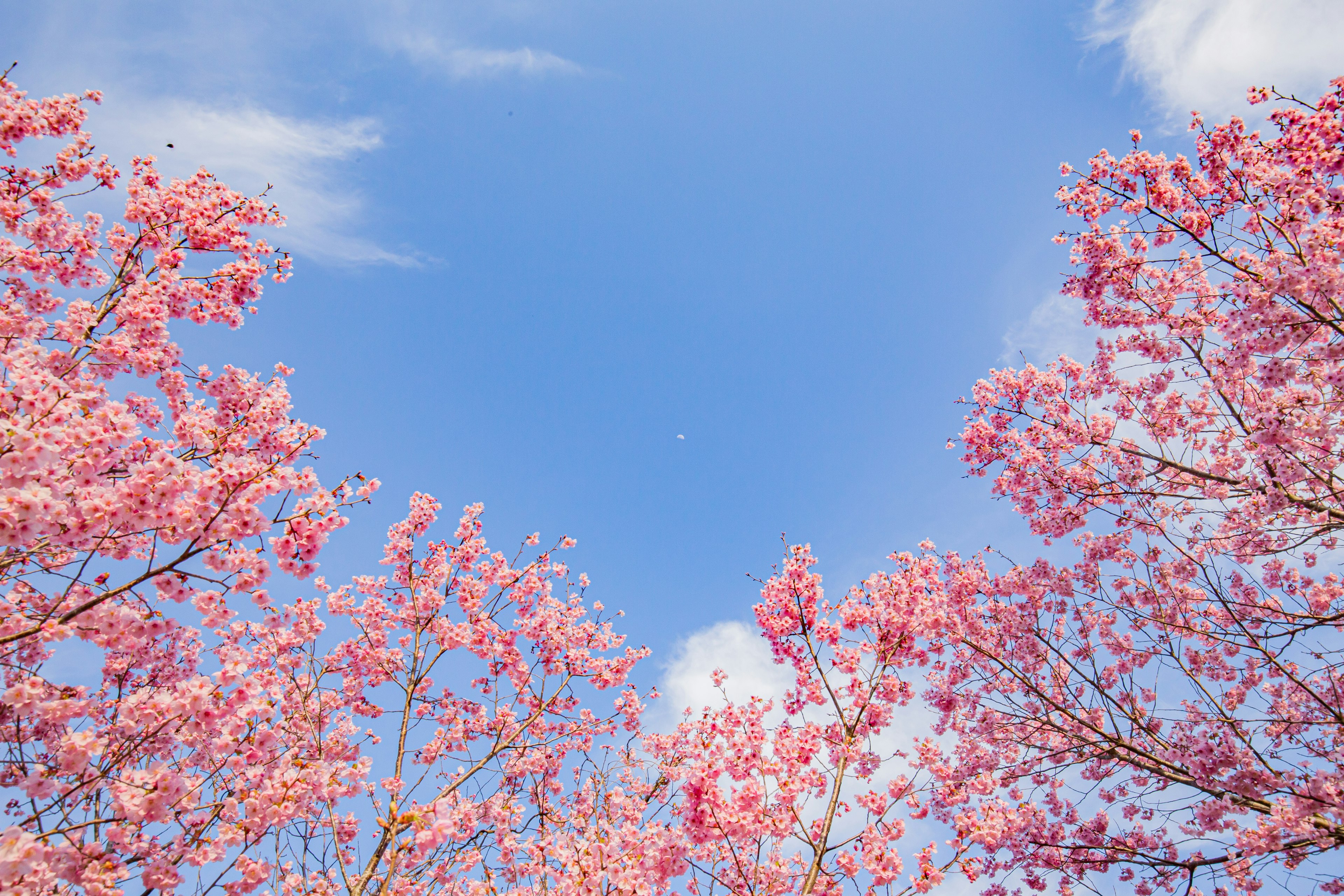 Bunga sakura mekar penuh di latar belakang langit biru dan awan