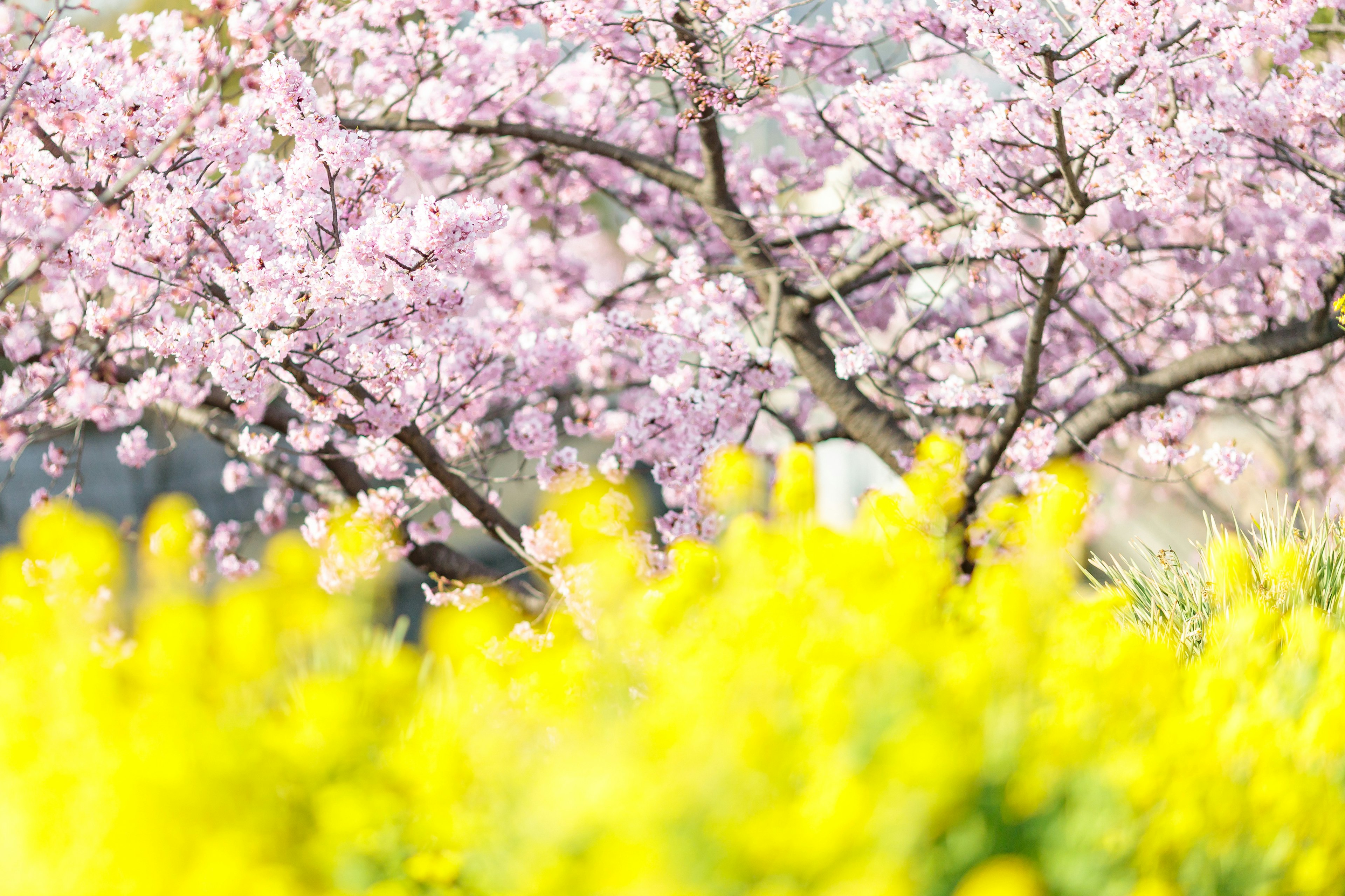 ทิวทัศน์ที่สวยงามมีต้นซากุระและทุ่งดอกไม้สีเหลือง