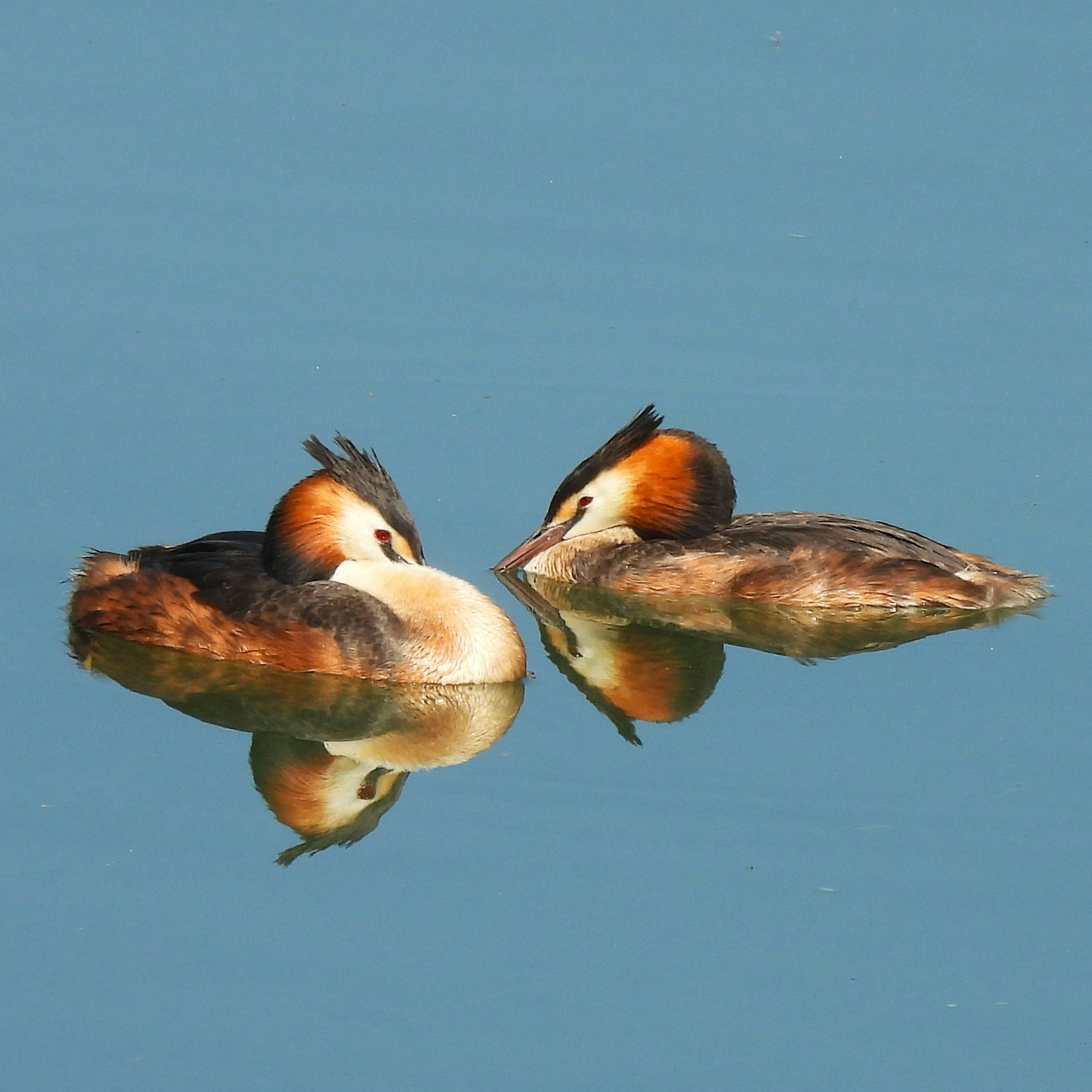 Zwei Haubentaucher, die auf der Wasseroberfläche schwimmen, mit lebhaftem Gefieder und anmutiger Haltung