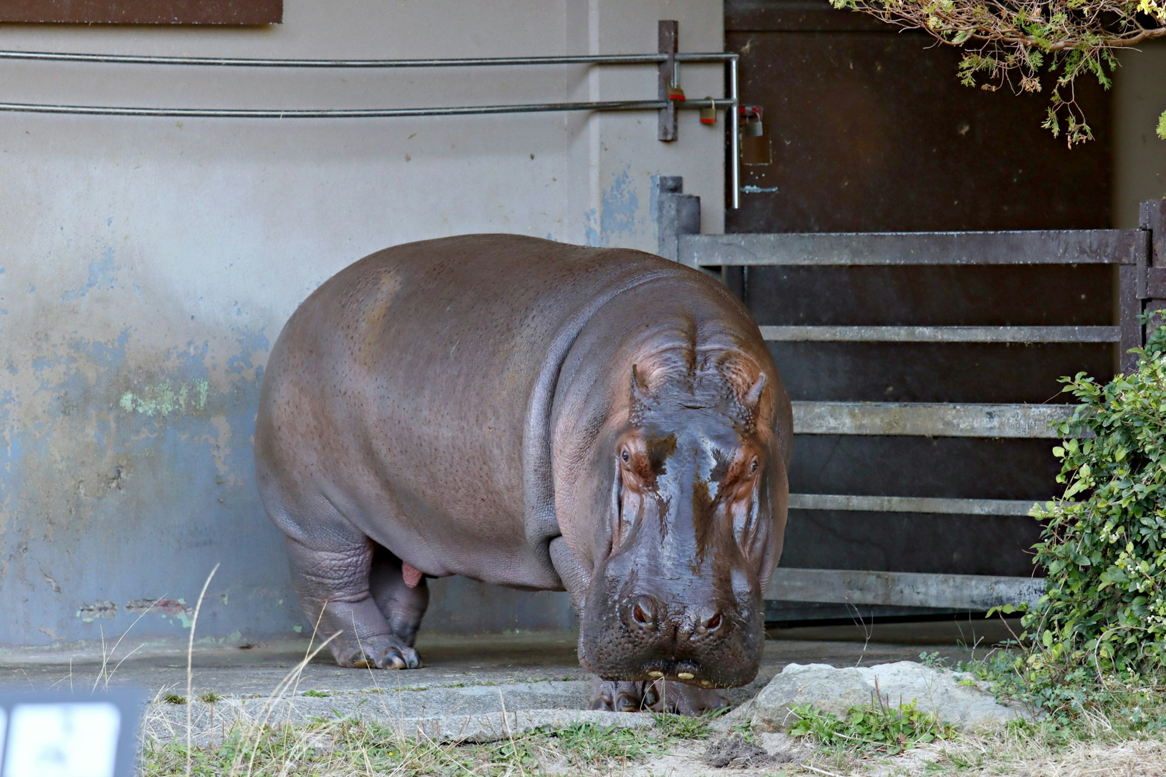 A small hippopotamus stepping outside