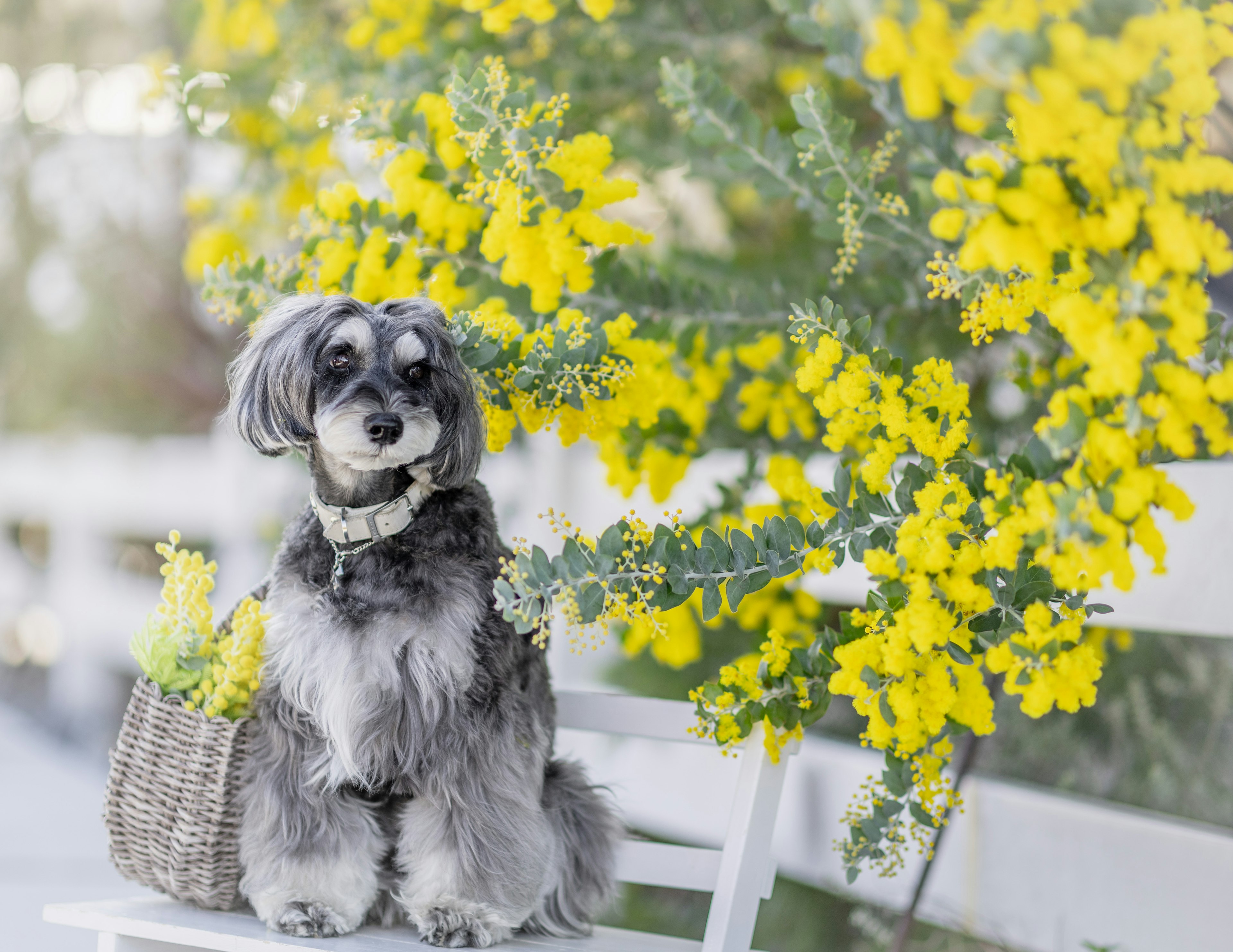 Anjing yang duduk di depan bunga kuning cerah