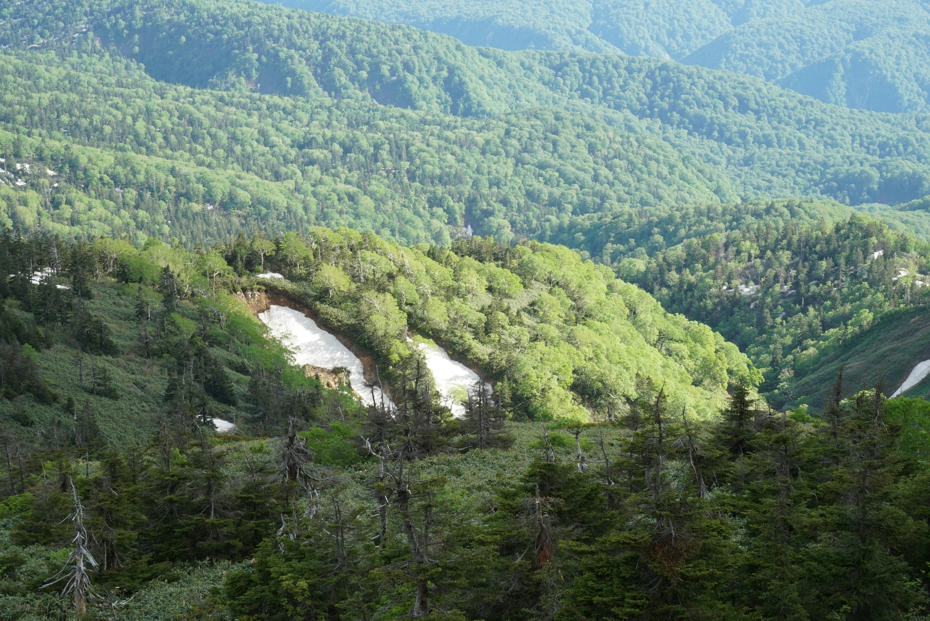 緑豊かな山々と斜面に広がる森林の風景