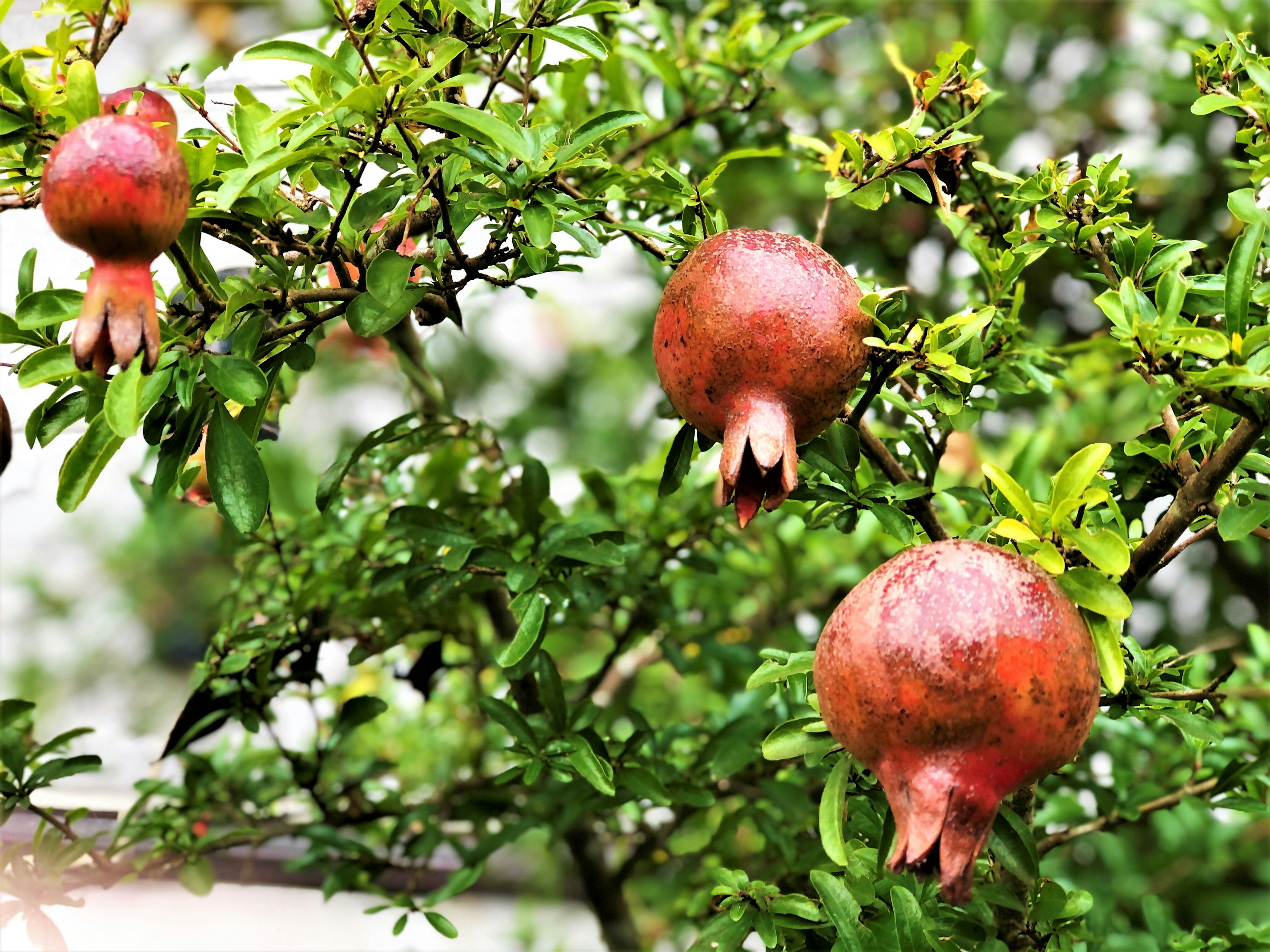 Red pomegranates hanging on a green tree with lush leaves