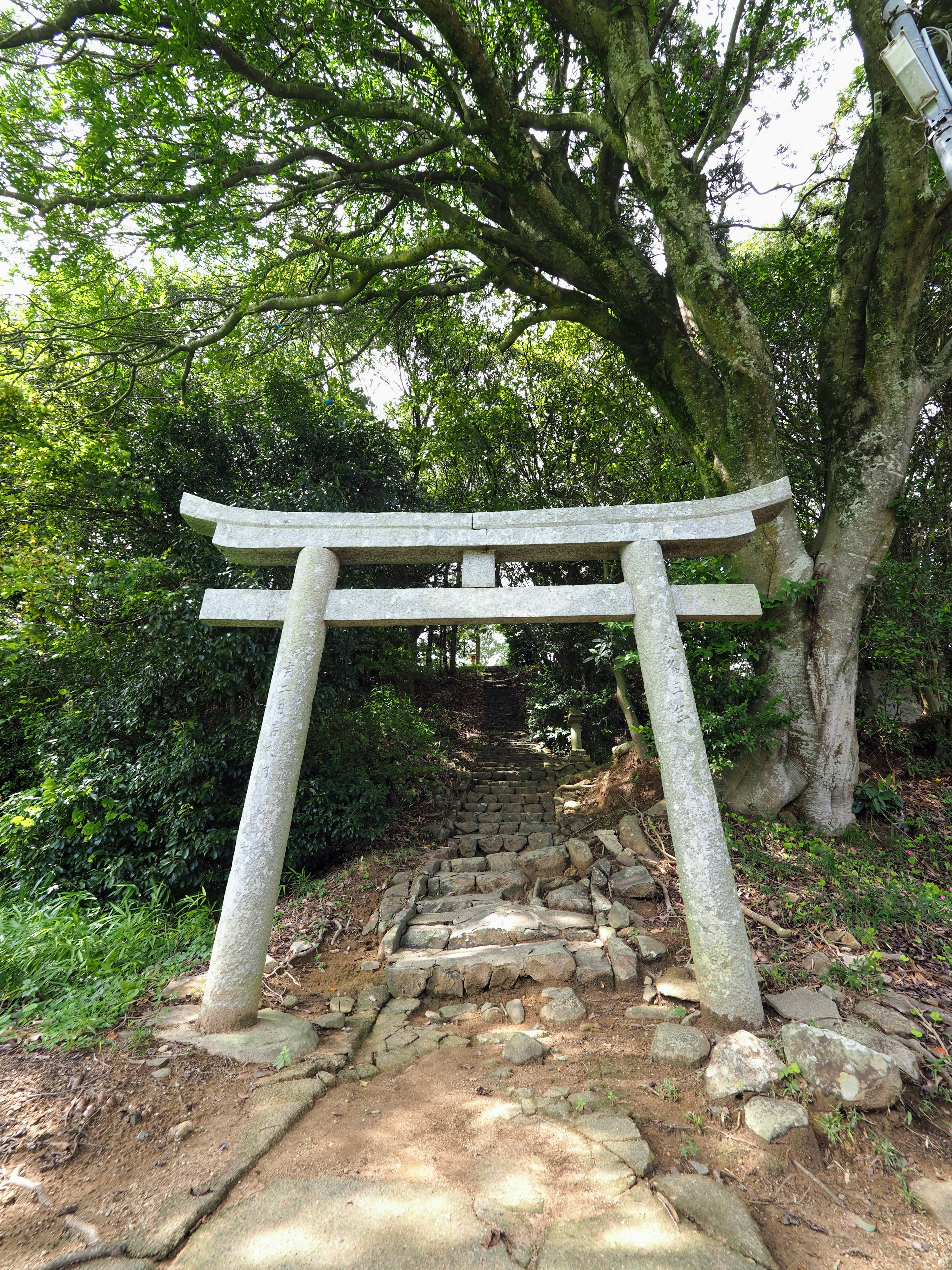 Puerta torii en un camino de piedra rodeado de vegetación