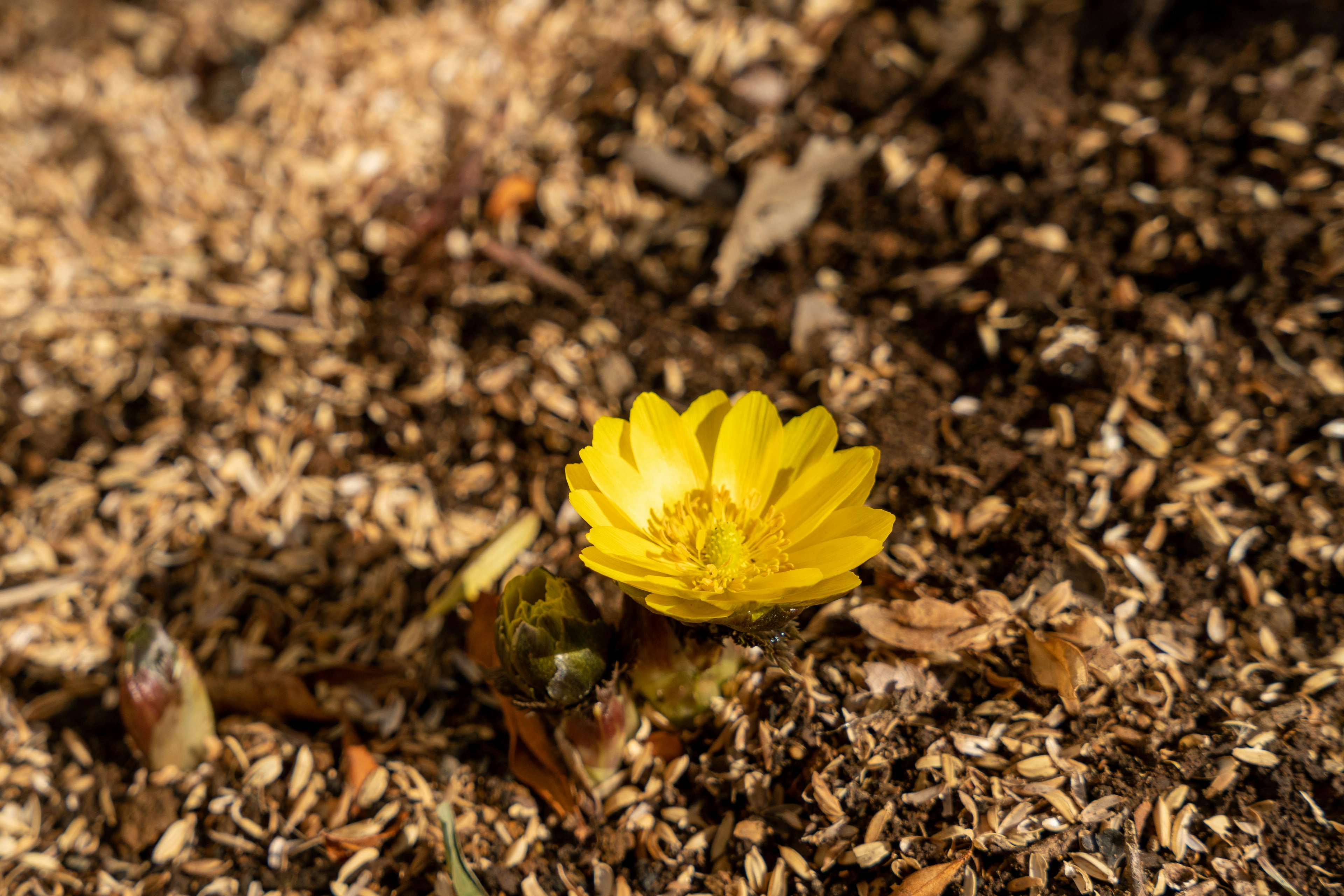 A yellow flower blooming on wood shavings