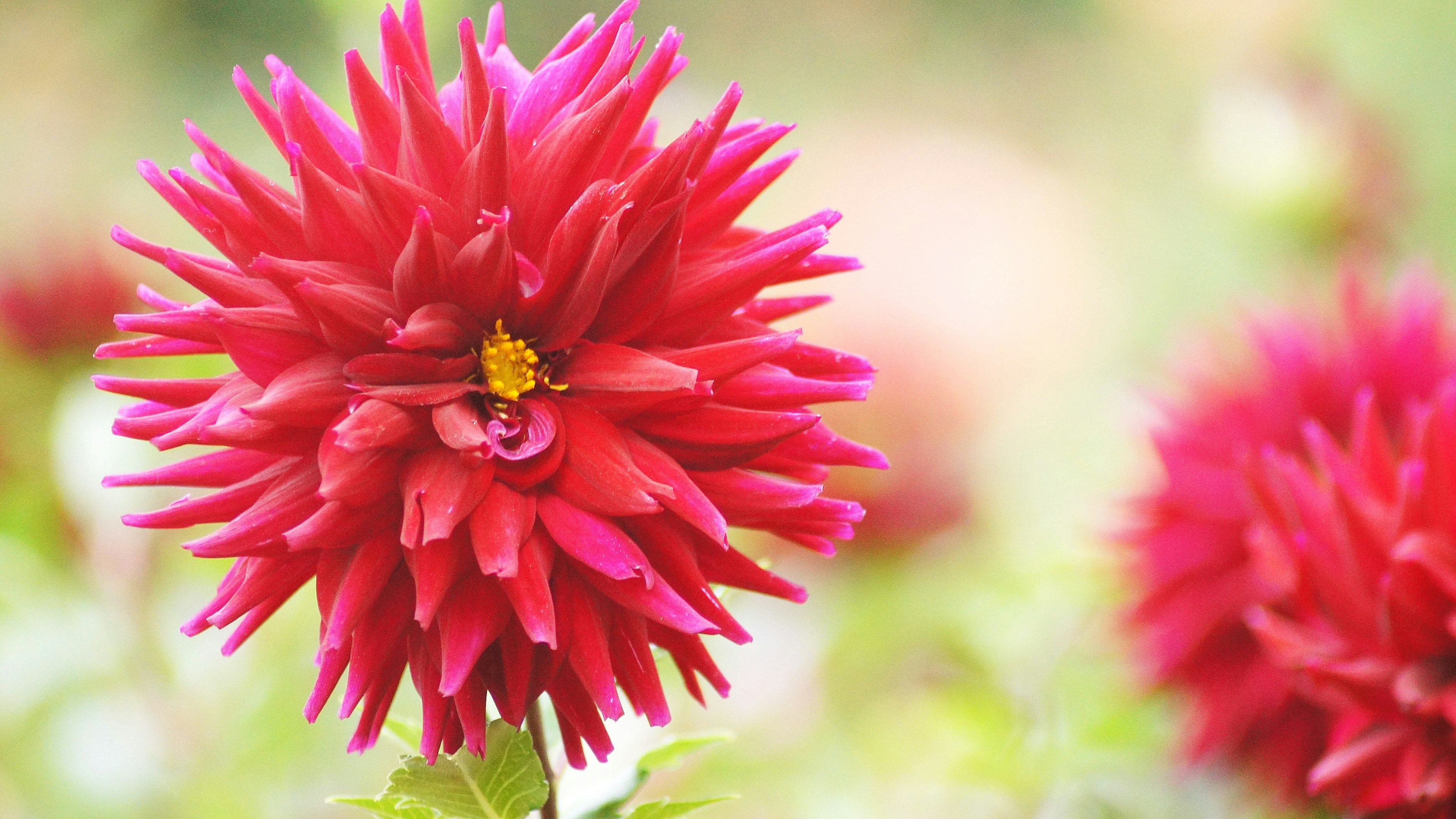 Fiore di dalia rossa vibrante che sboccia in un giardino