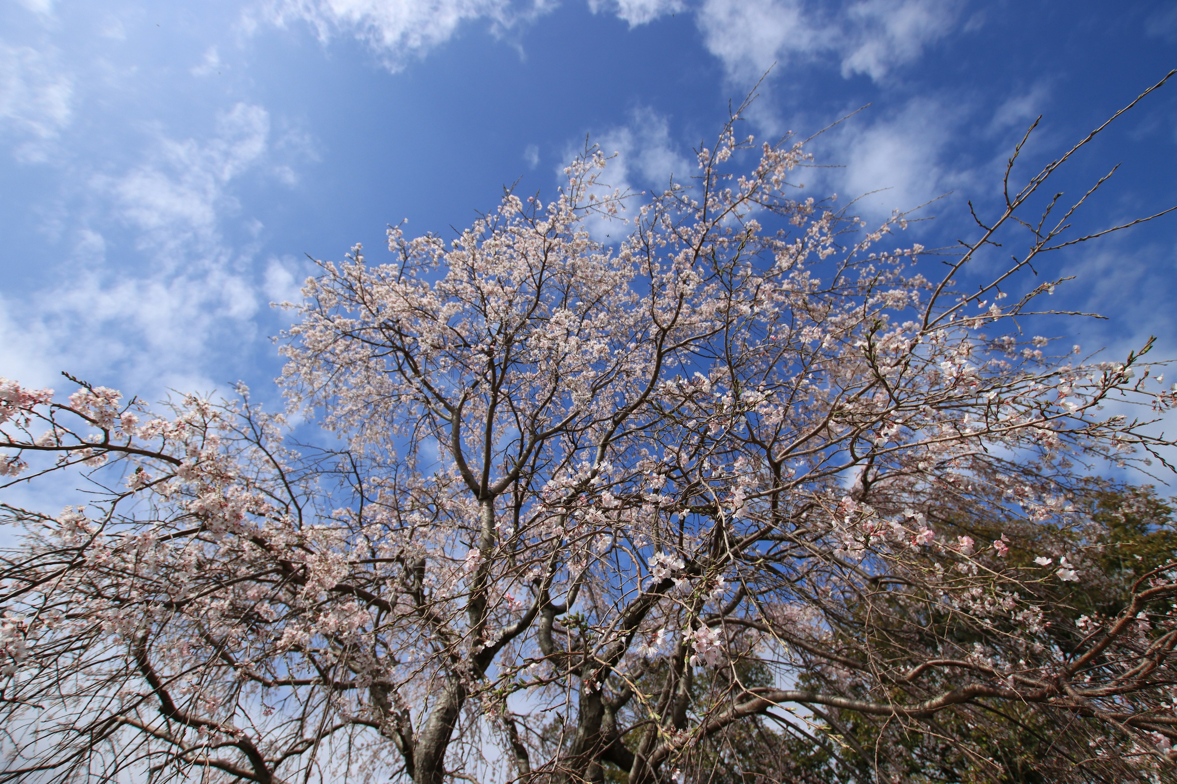 Pohon sakura berbunga di bawah langit biru dengan awan putih