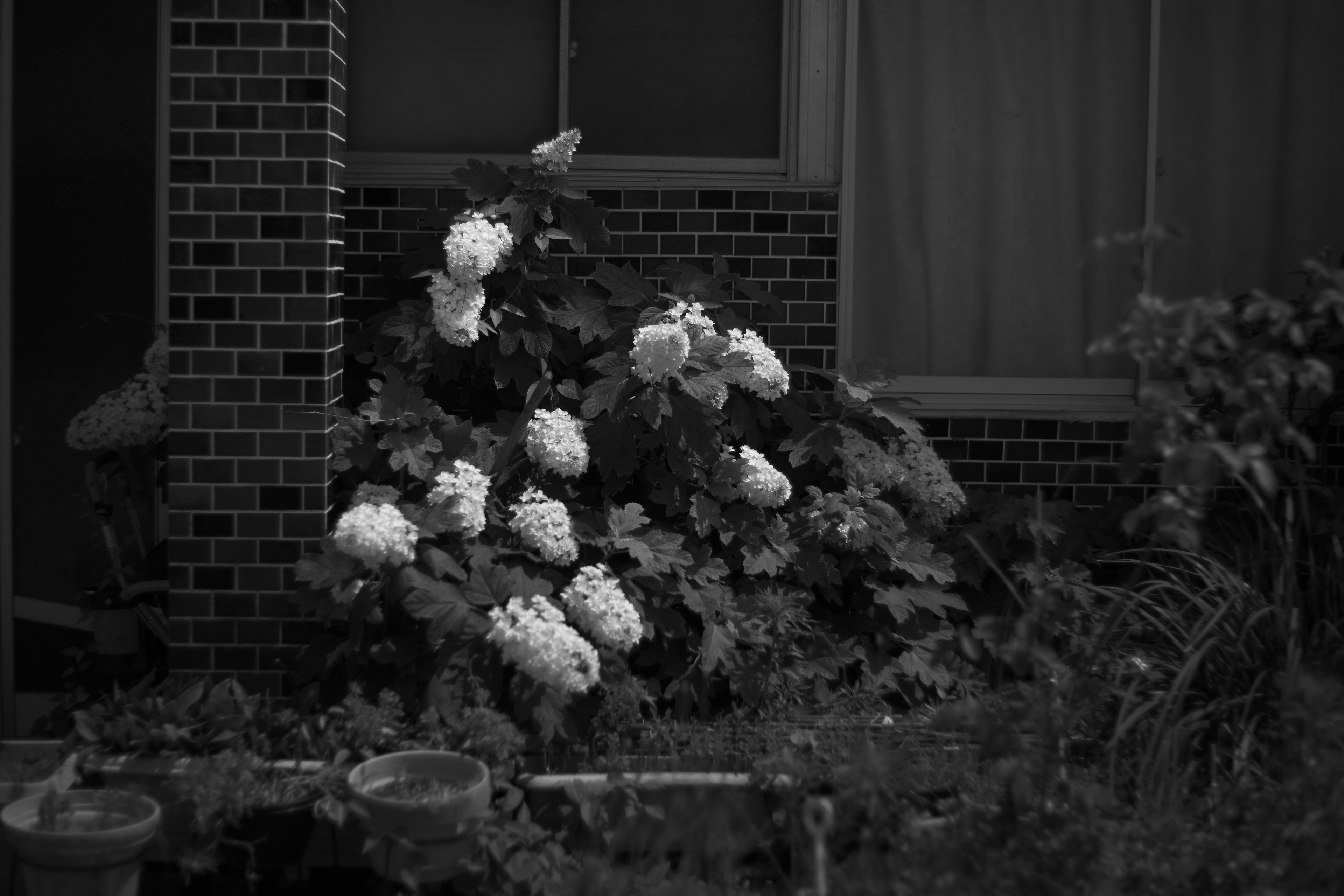 A plant with white flowers against a black brick wall