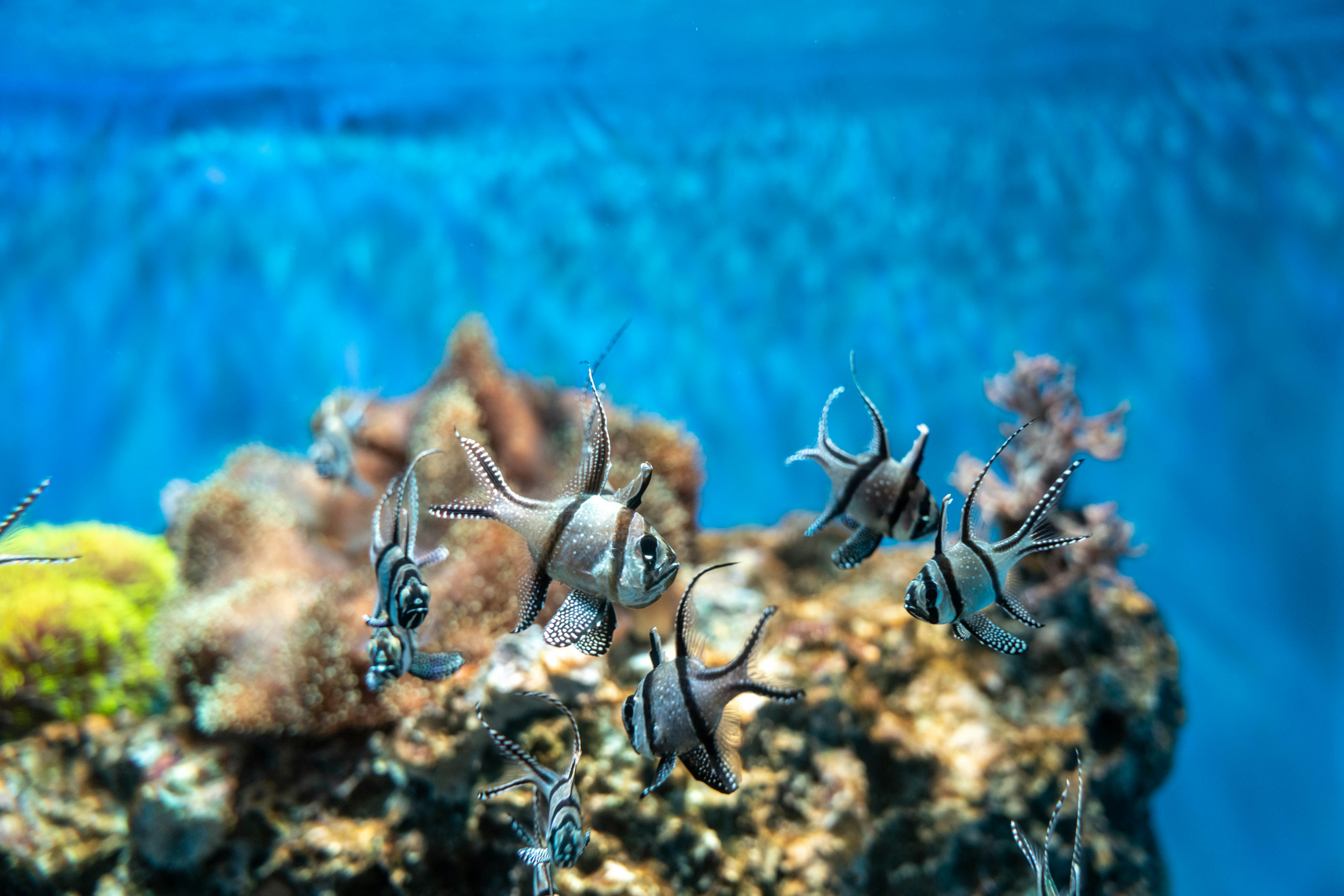 Una vibrante escena submarina con varios peces y coral en agua azul